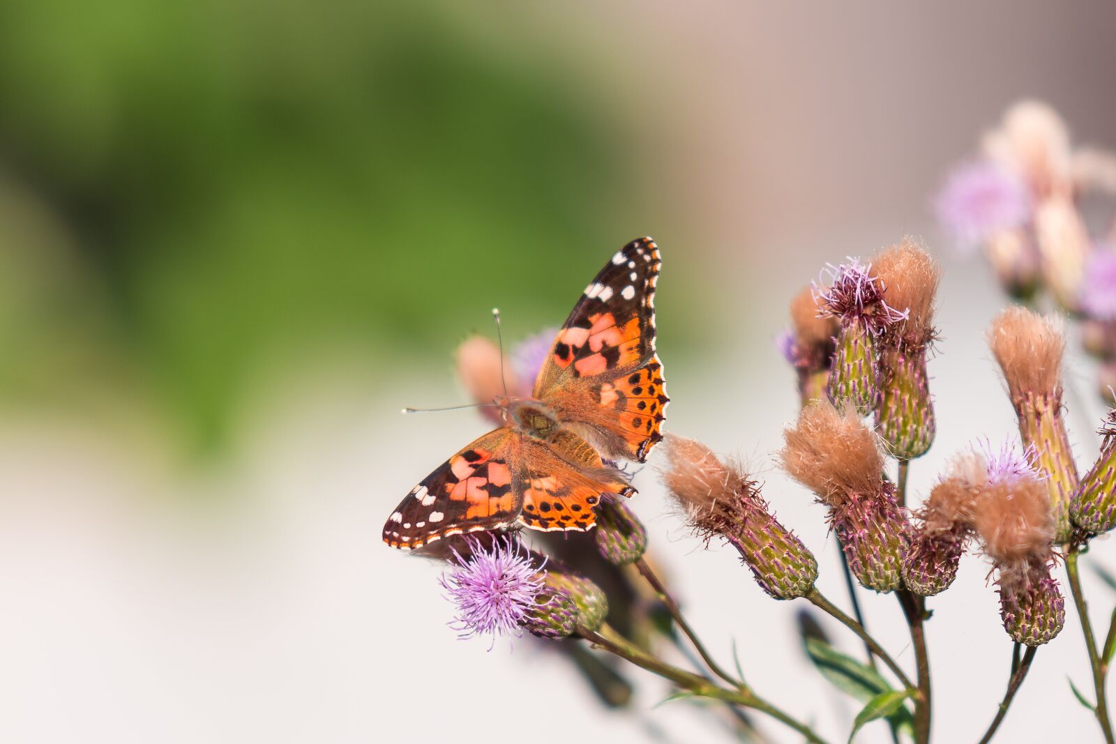 Nikon D7200 sample photo. Butterfly, nature, insect photography