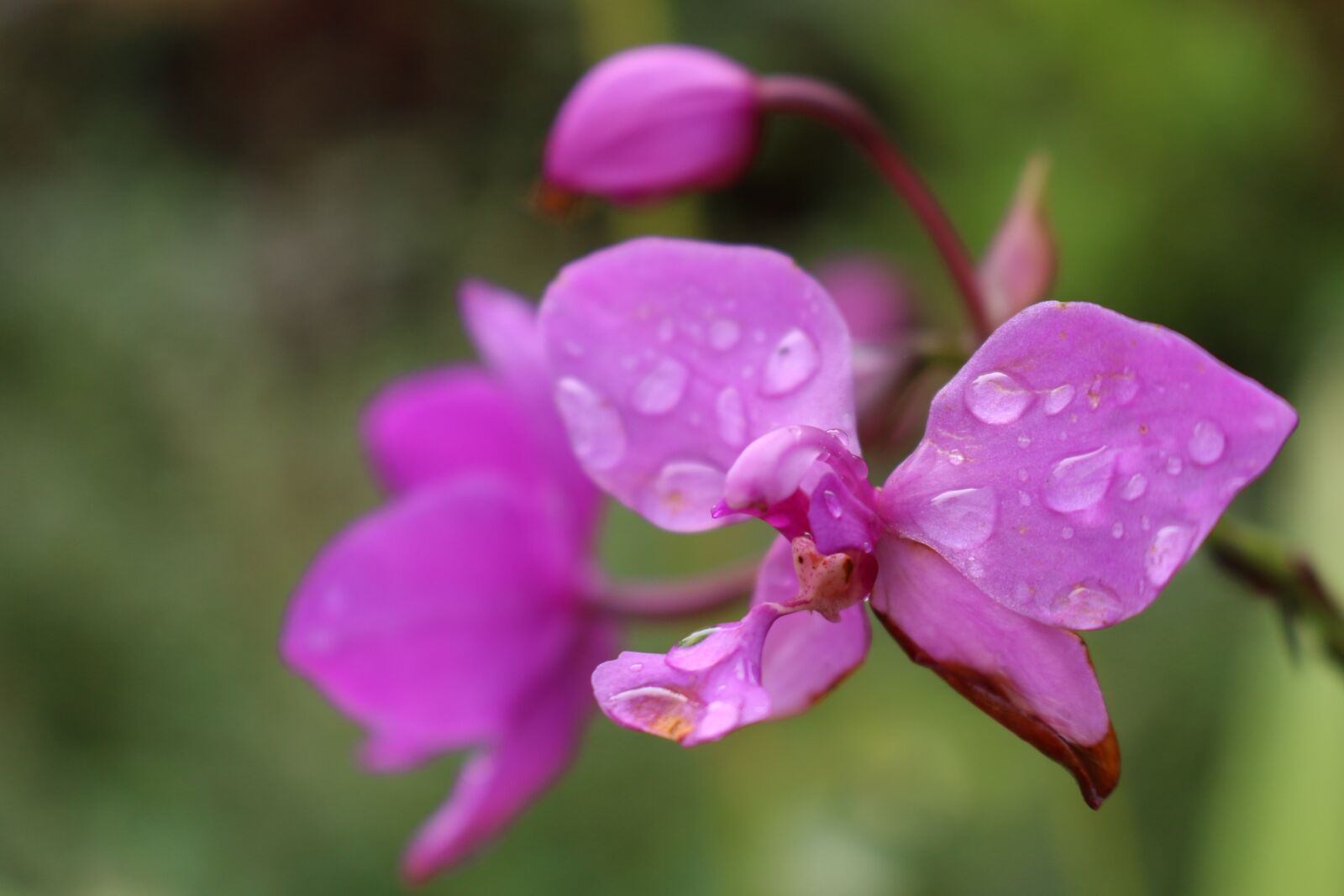 Canon EOS 70D sample photo. Flower, nature, pink photography