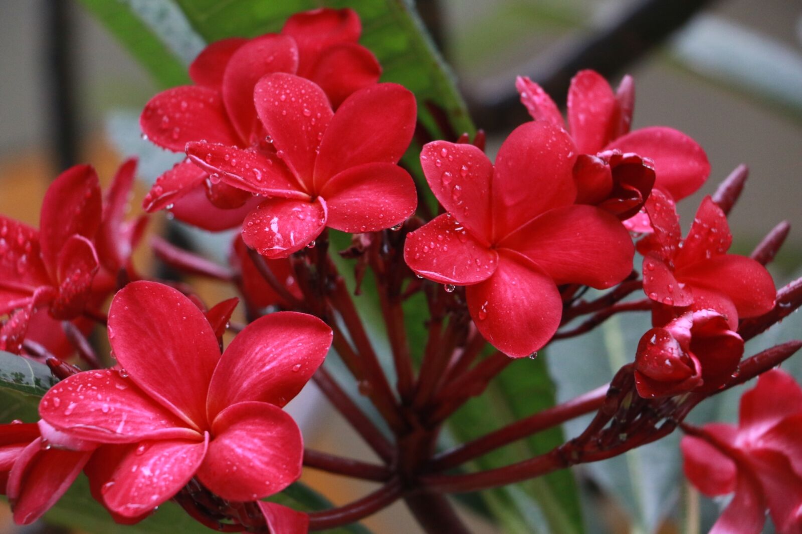 Canon EOS 70D sample photo. Flower, flora, red photography