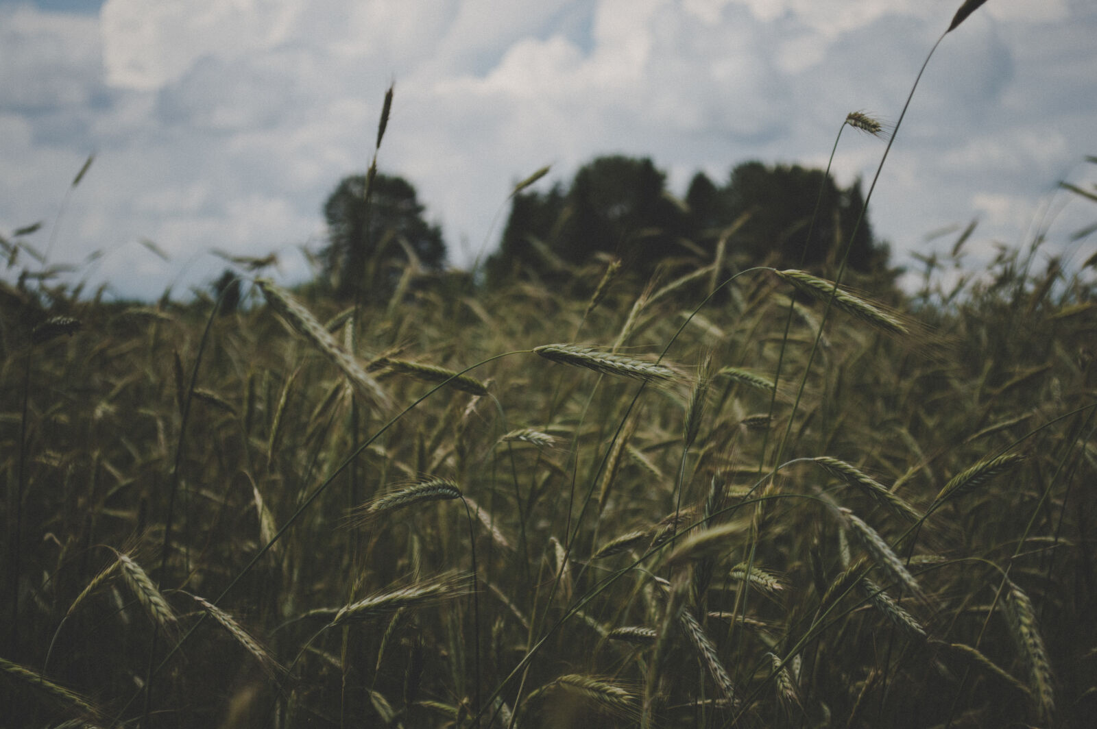 Nikon D3200 sample photo. Selective, focus, photography, of photography