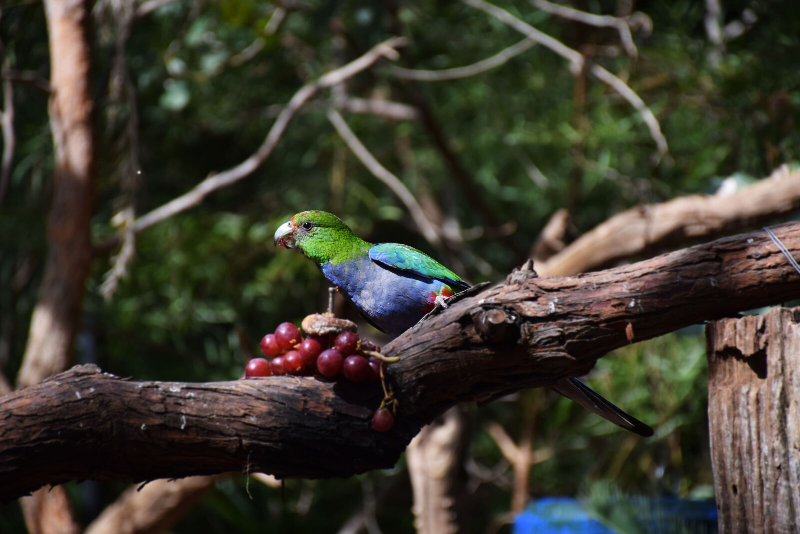 Nikon D5300 sample photo. Bird, branch, fruits, grapes photography