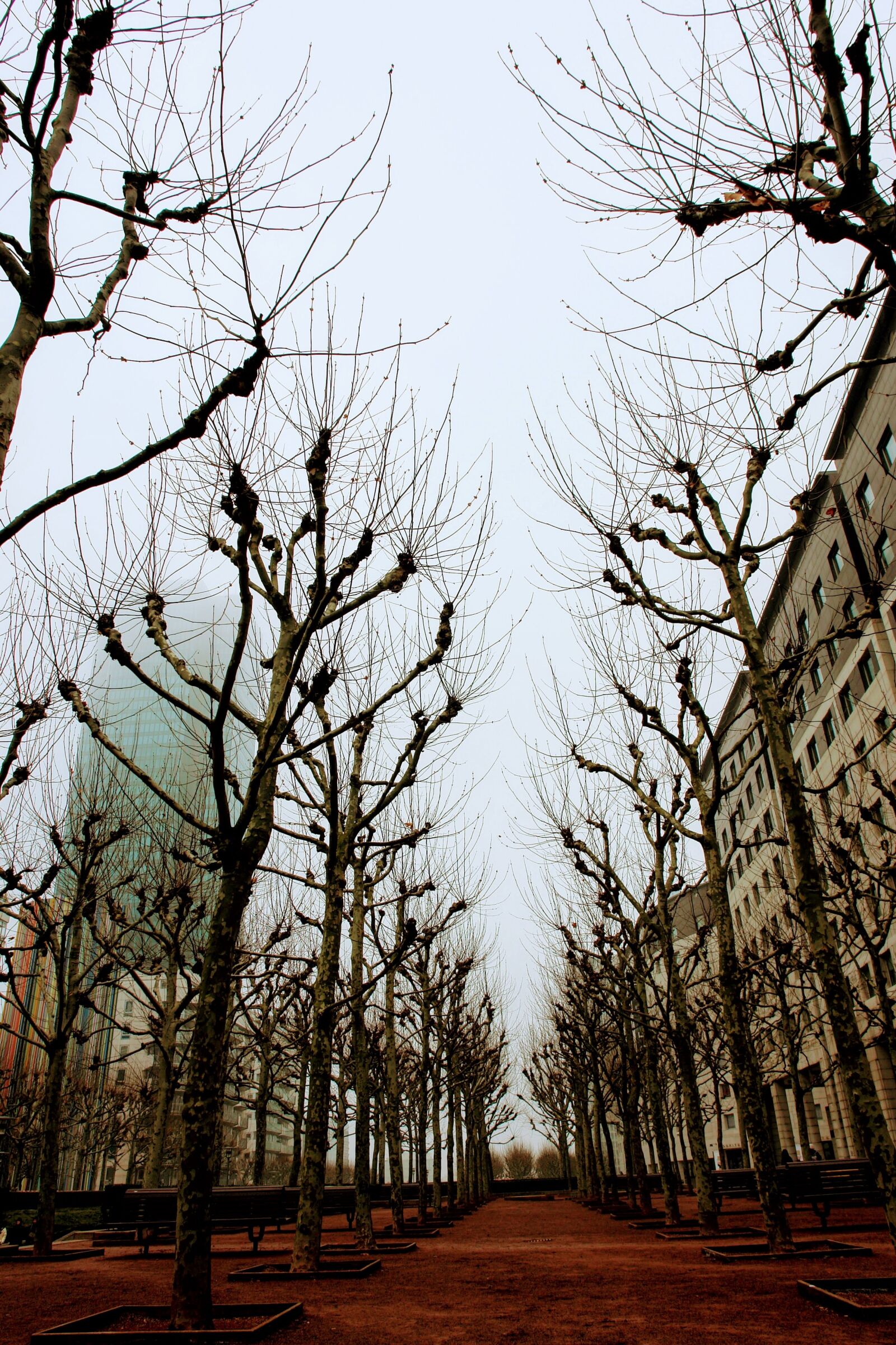 Sony DSC-R1 sample photo. Paris, france, facade photography