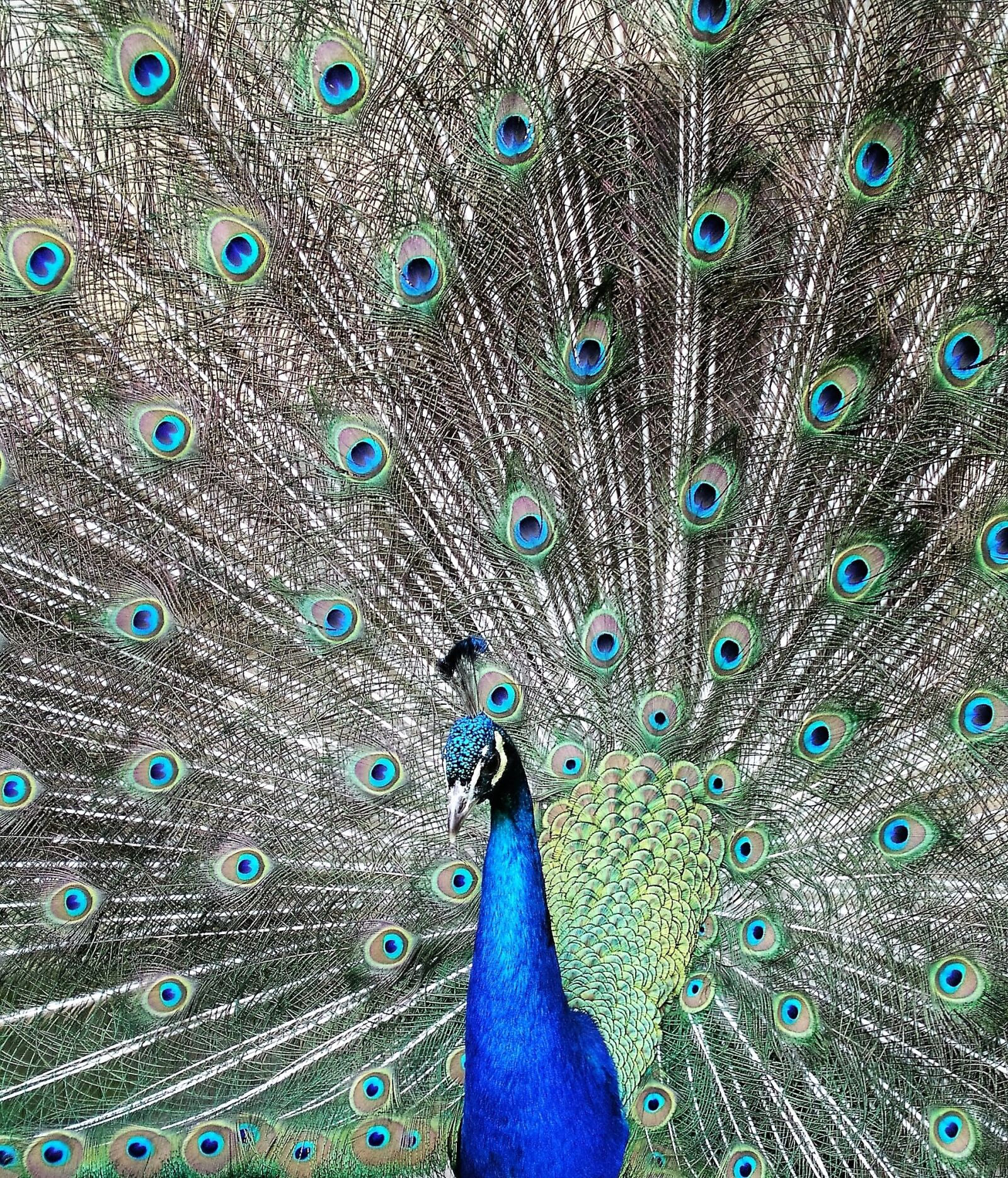 Olympus C5050Z sample photo. Peacock, bird, feather photography