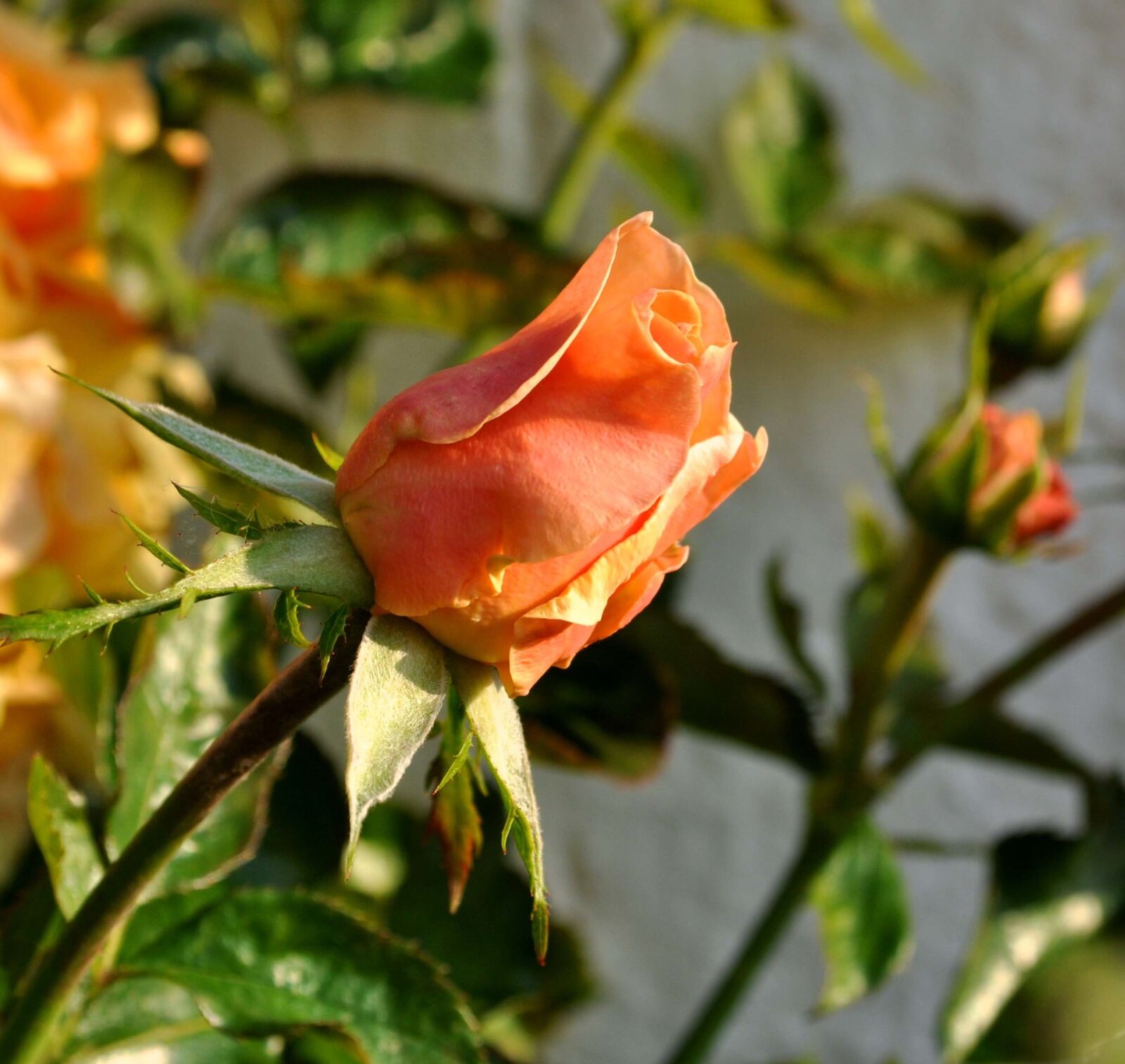 Nikon D5000 sample photo. Rose, salmon, half open photography
