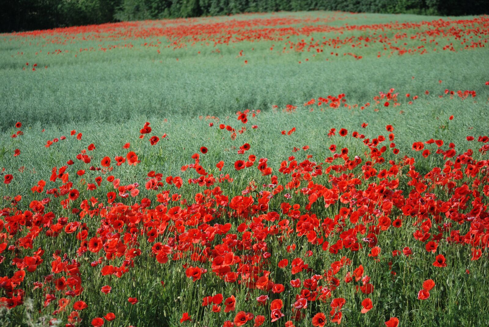 Nikon D60 sample photo. Mark, poppies, flowers photography