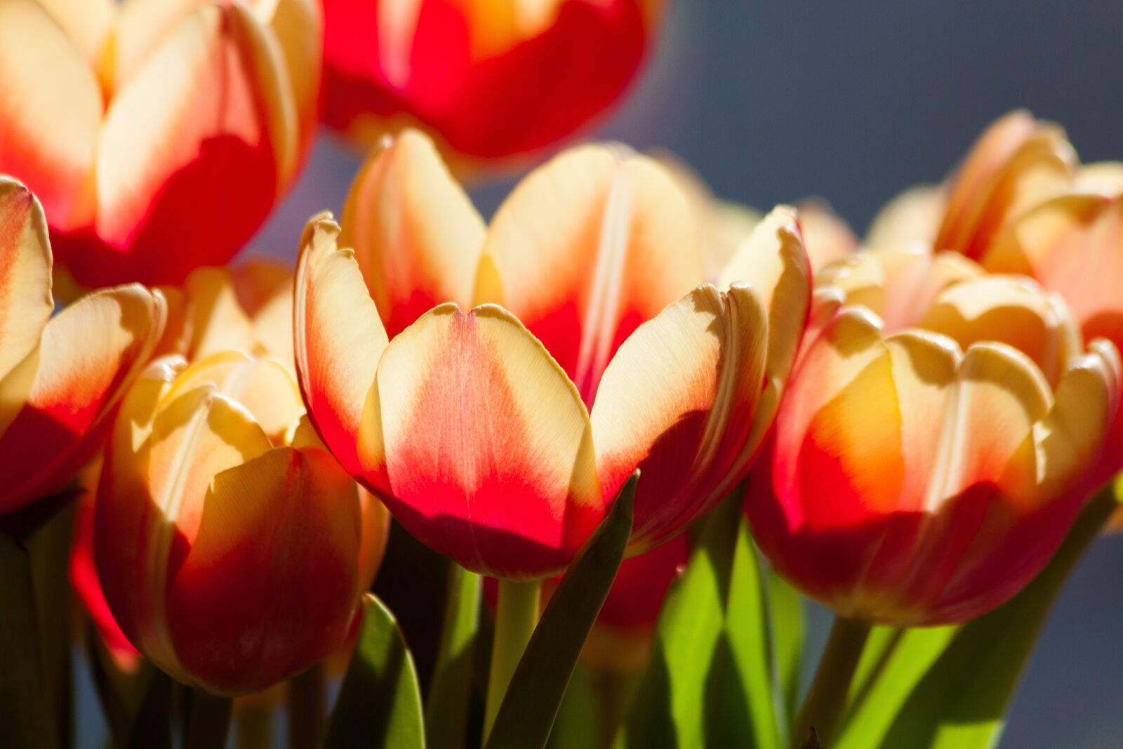Canon EOS 50D sample photo. Tulip, spring flower, flower photography
