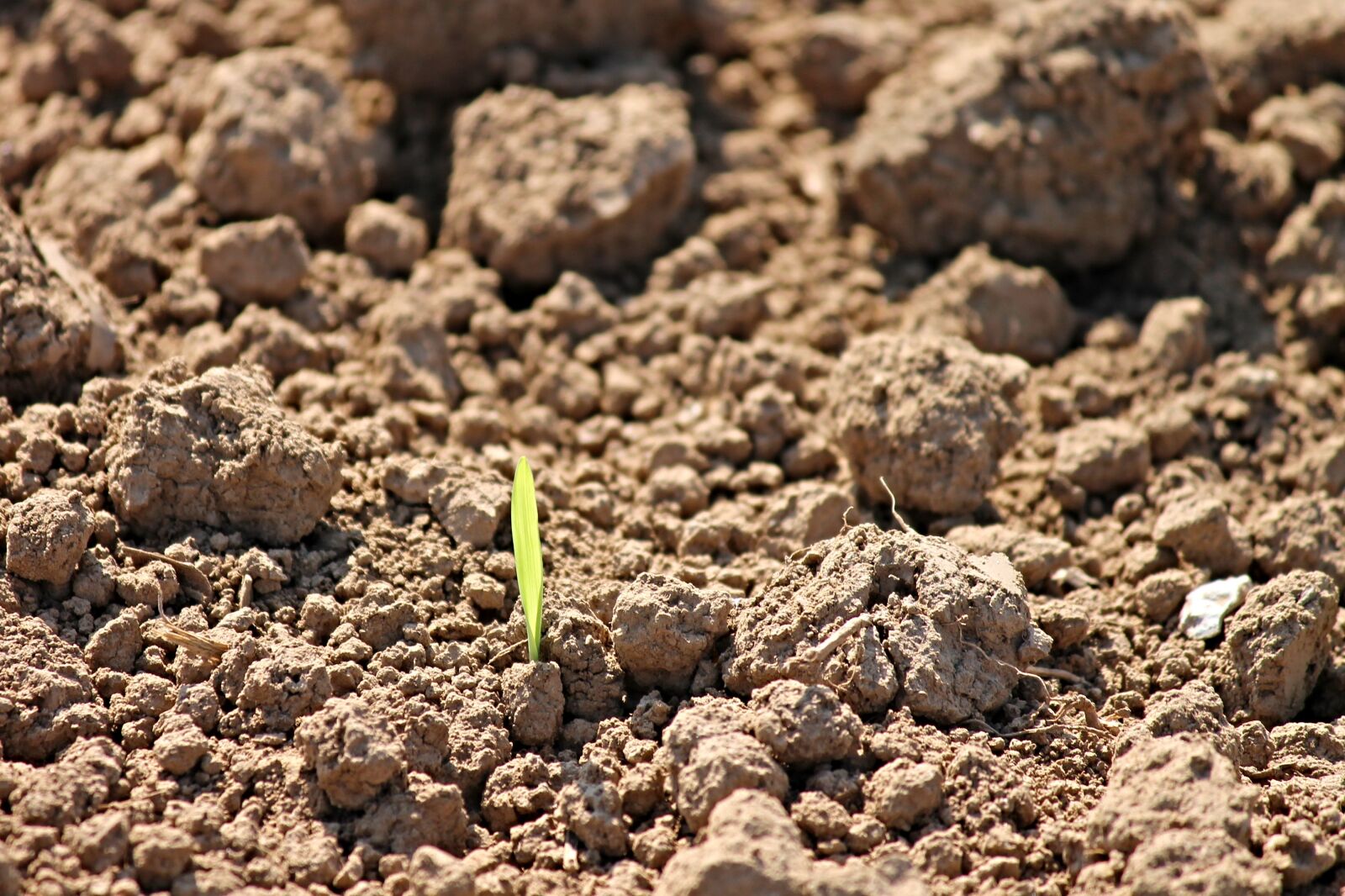Canon EOS 1100D (EOS Rebel T3 / EOS Kiss X50) sample photo. Engine, arable, agriculture photography