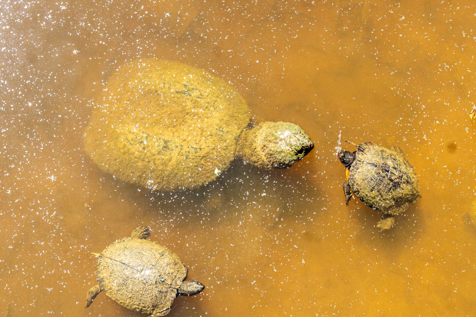 Sony a6000 + Sony E 35mm F1.8 OSS sample photo. Snapper, snapping turtle, alligator photography
