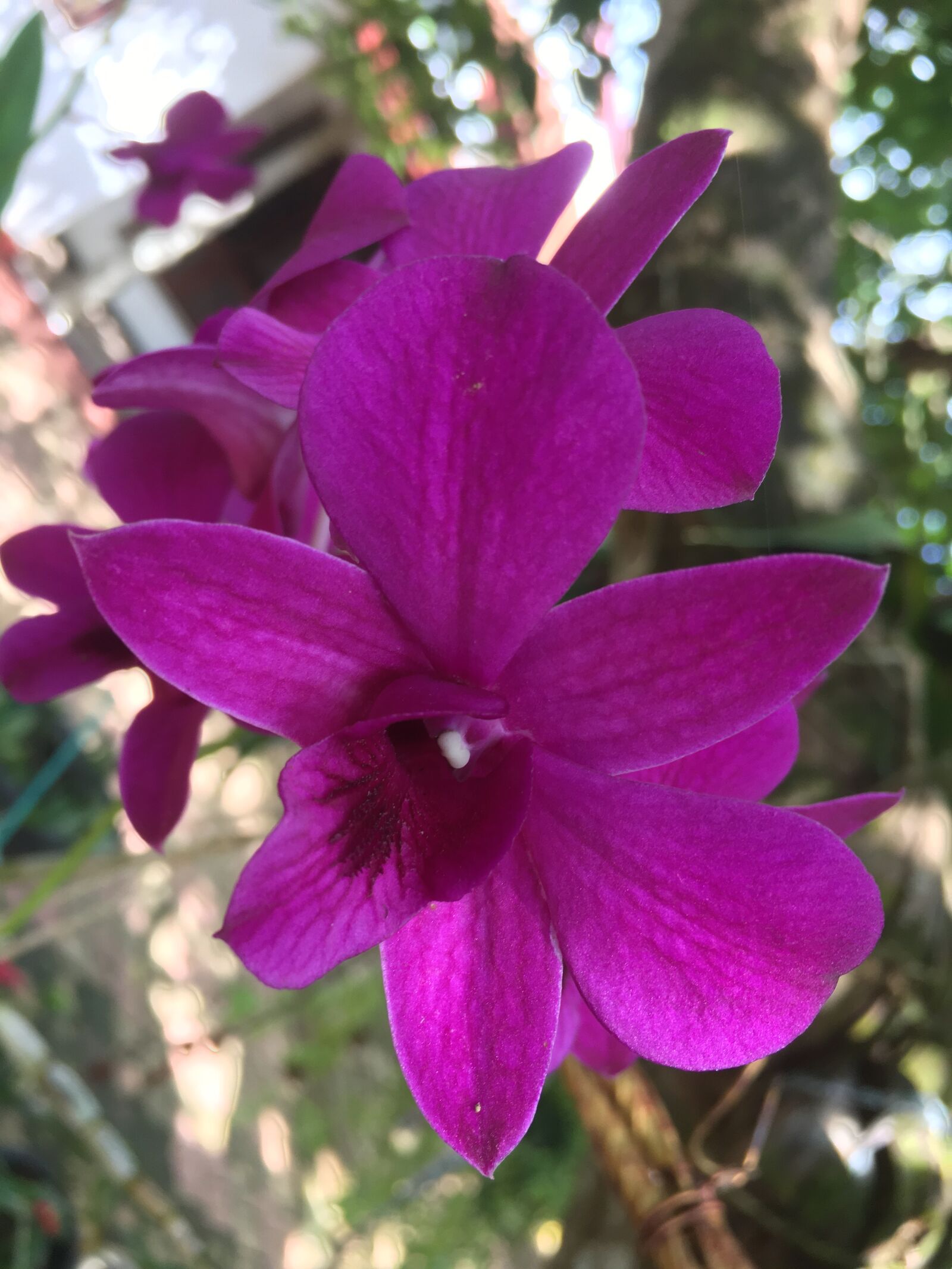 Apple iPhone 6s sample photo. Orchids, colors, flowers photography