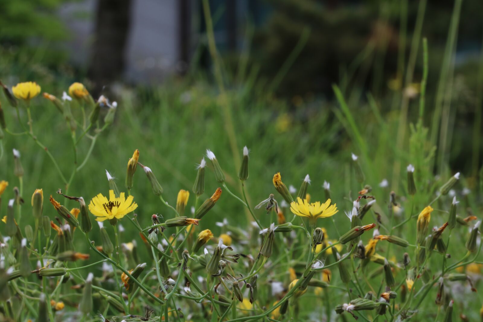 Canon EOS 750D (EOS Rebel T6i / EOS Kiss X8i) sample photo. Grass seeds, nature, spring photography