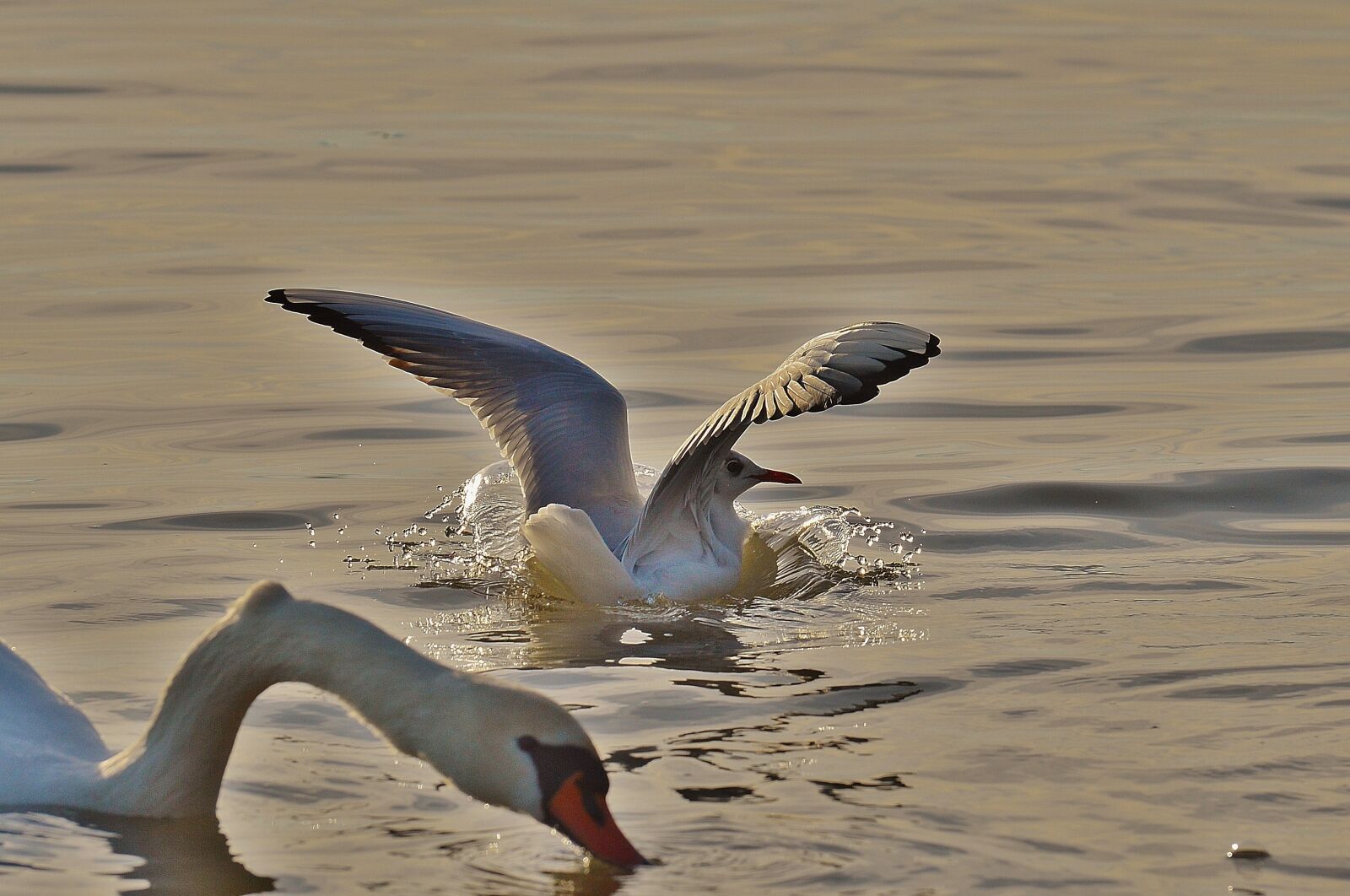 Nikon D3200 sample photo. Seagull, water, lake constance photography