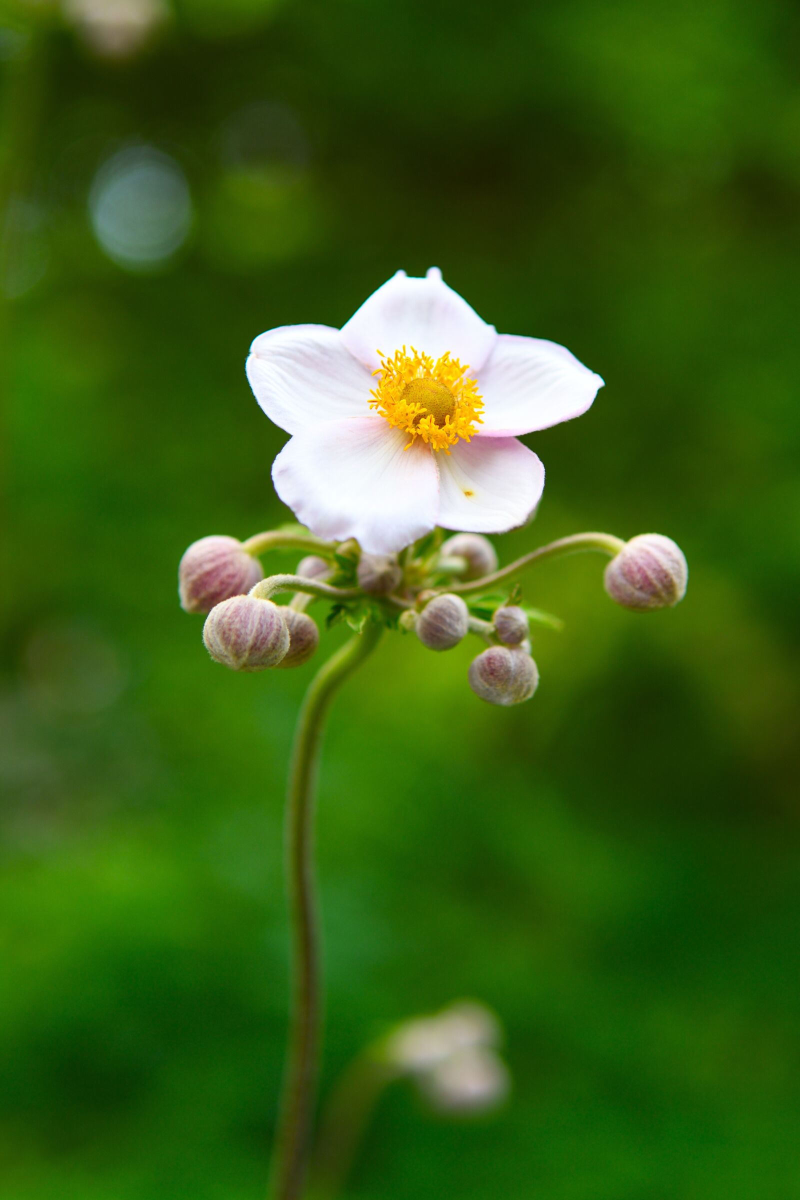 Nikon D500 sample photo. Blooms, white, flower photography