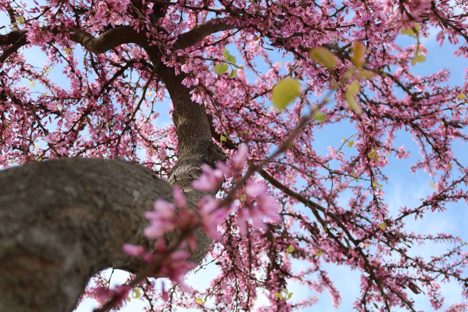 Canon EOS 750D (EOS Rebel T6i / EOS Kiss X8i) sample photo. Tree, flowers, detail photography