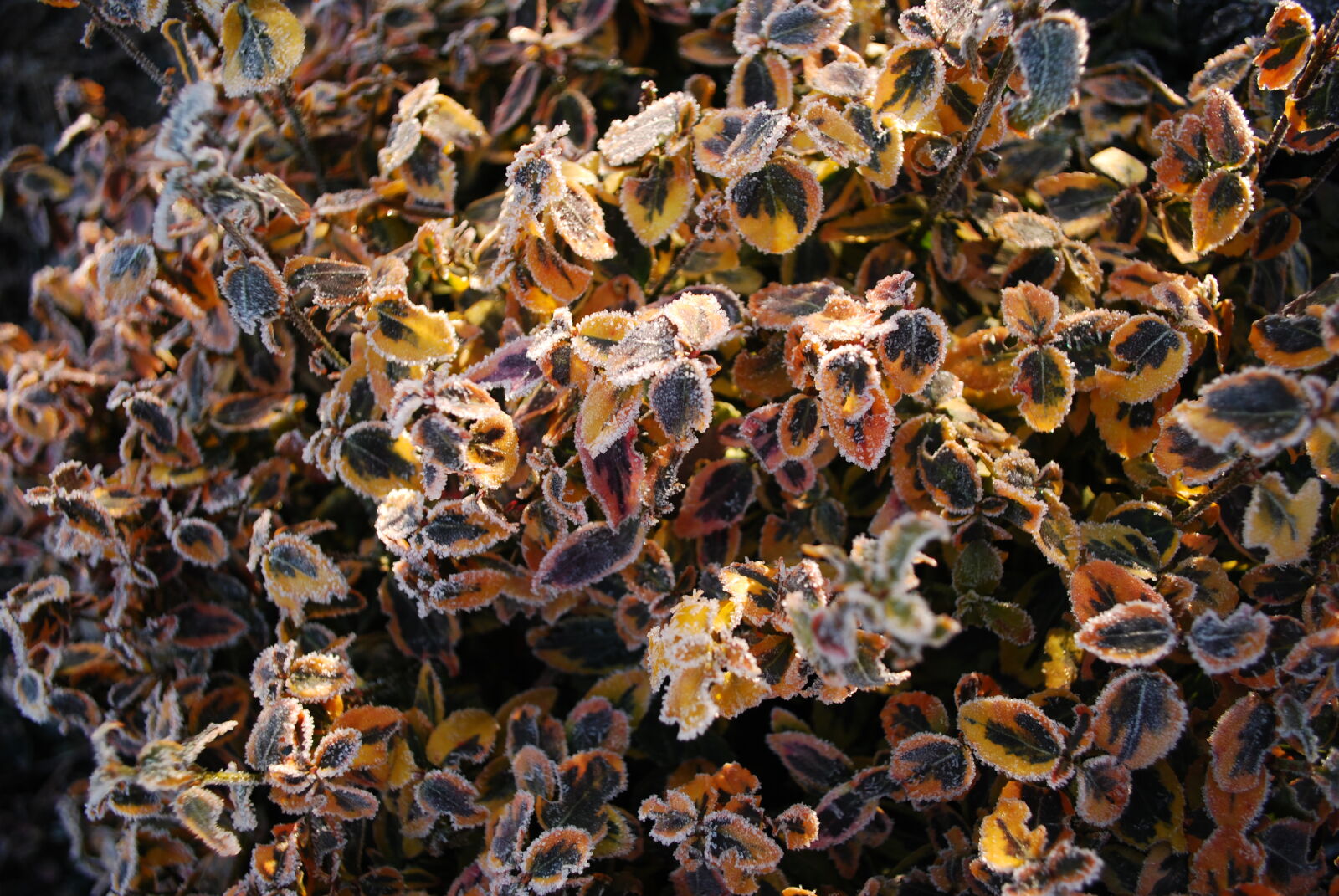 Nikon D60 sample photo. Freeze, garden, plant, melting photography
