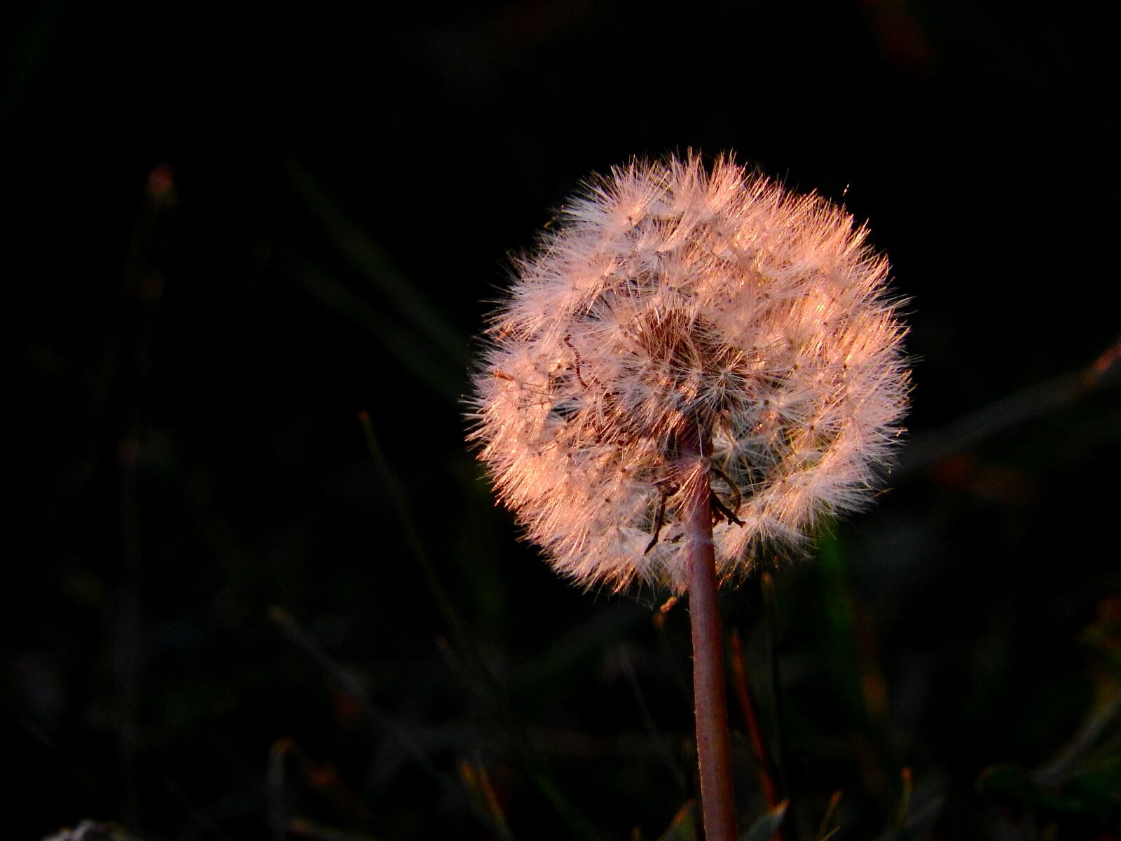 Nikon Coolpix P610 sample photo. Dandelion, backlighting, nature photography
