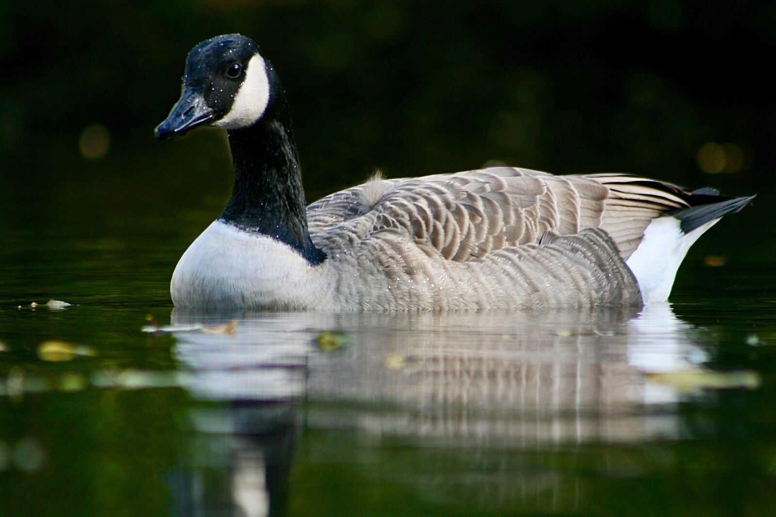 Canon EOS 400D (EOS Digital Rebel XTi / EOS Kiss Digital X) sample photo. Canada goose, goose, water photography
