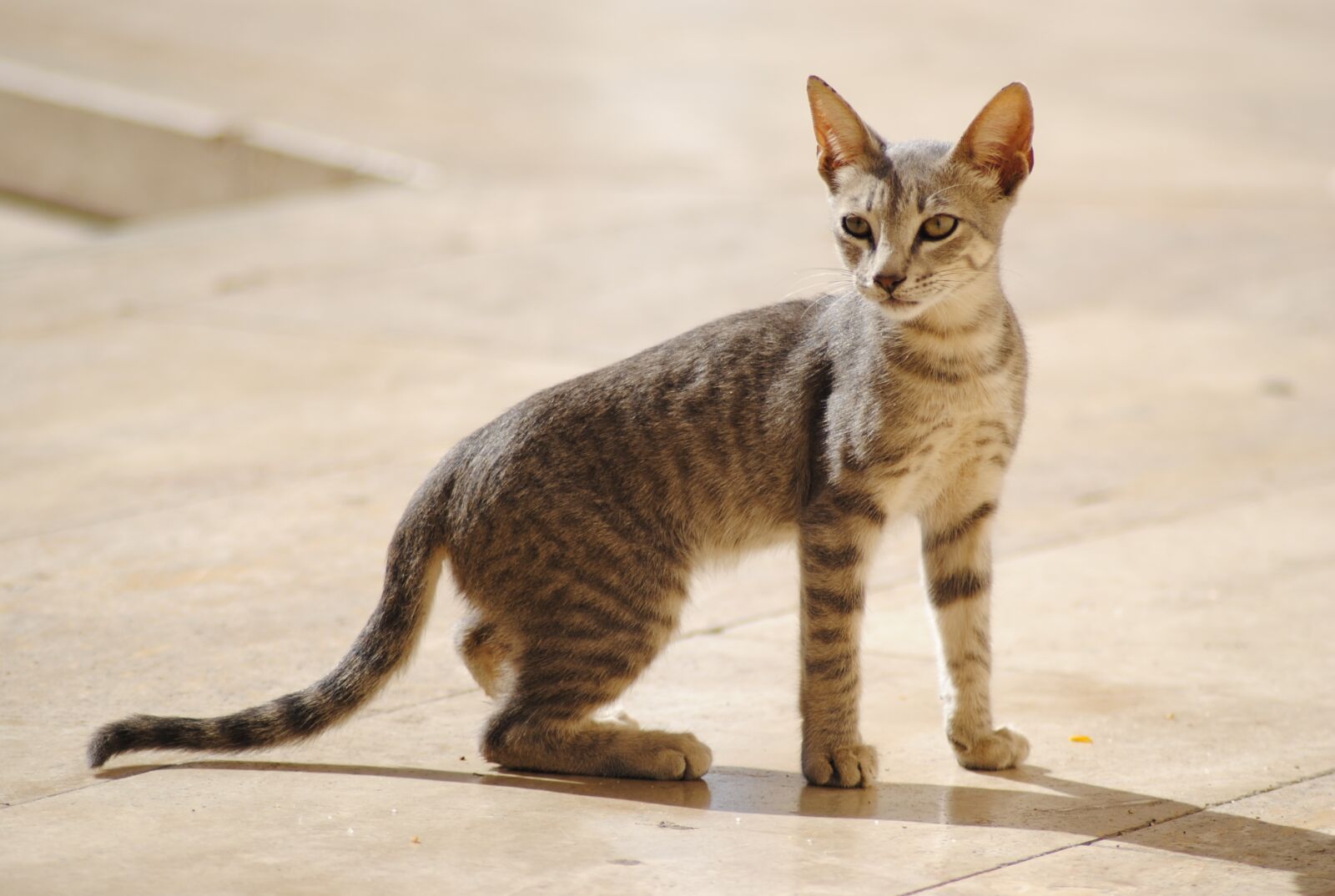 Nikon D3000 sample photo. Kitten, attention, animal photography