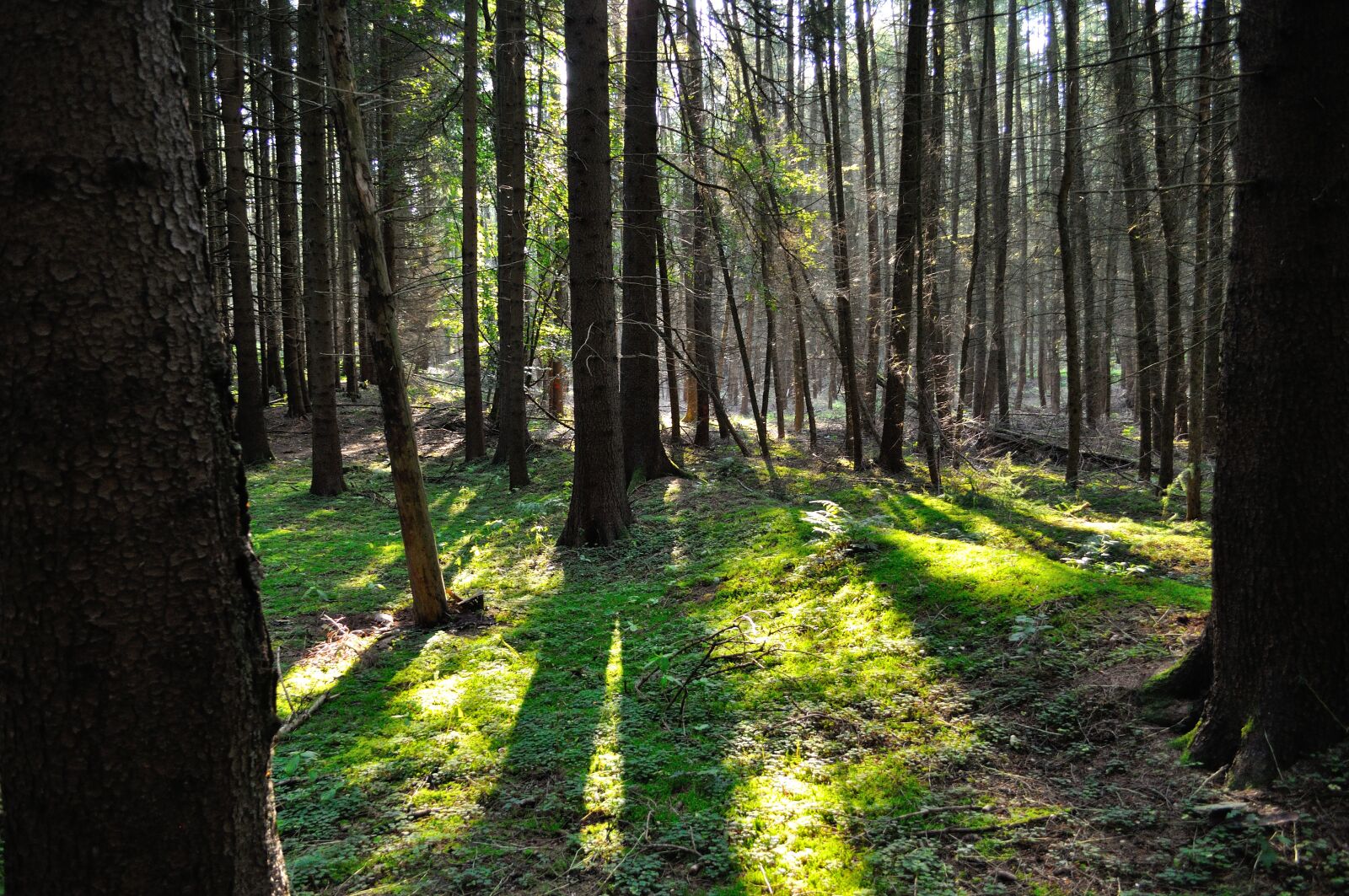 Nikon D5000 sample photo. Forest, sun, shadow photography