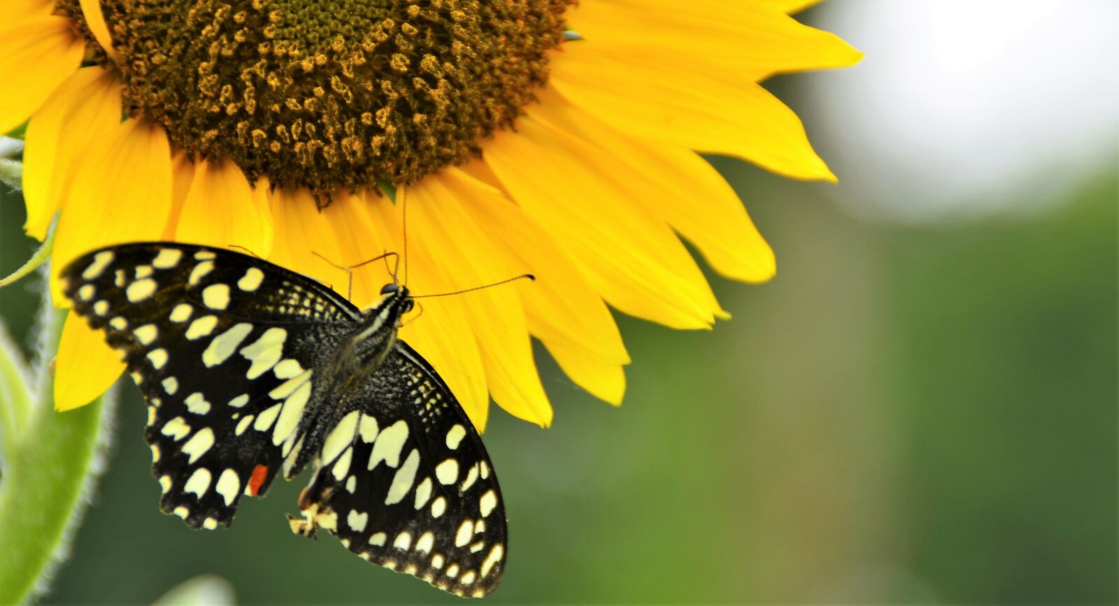 Nikon D5100 sample photo. Nature, butterfly, sunflower photography