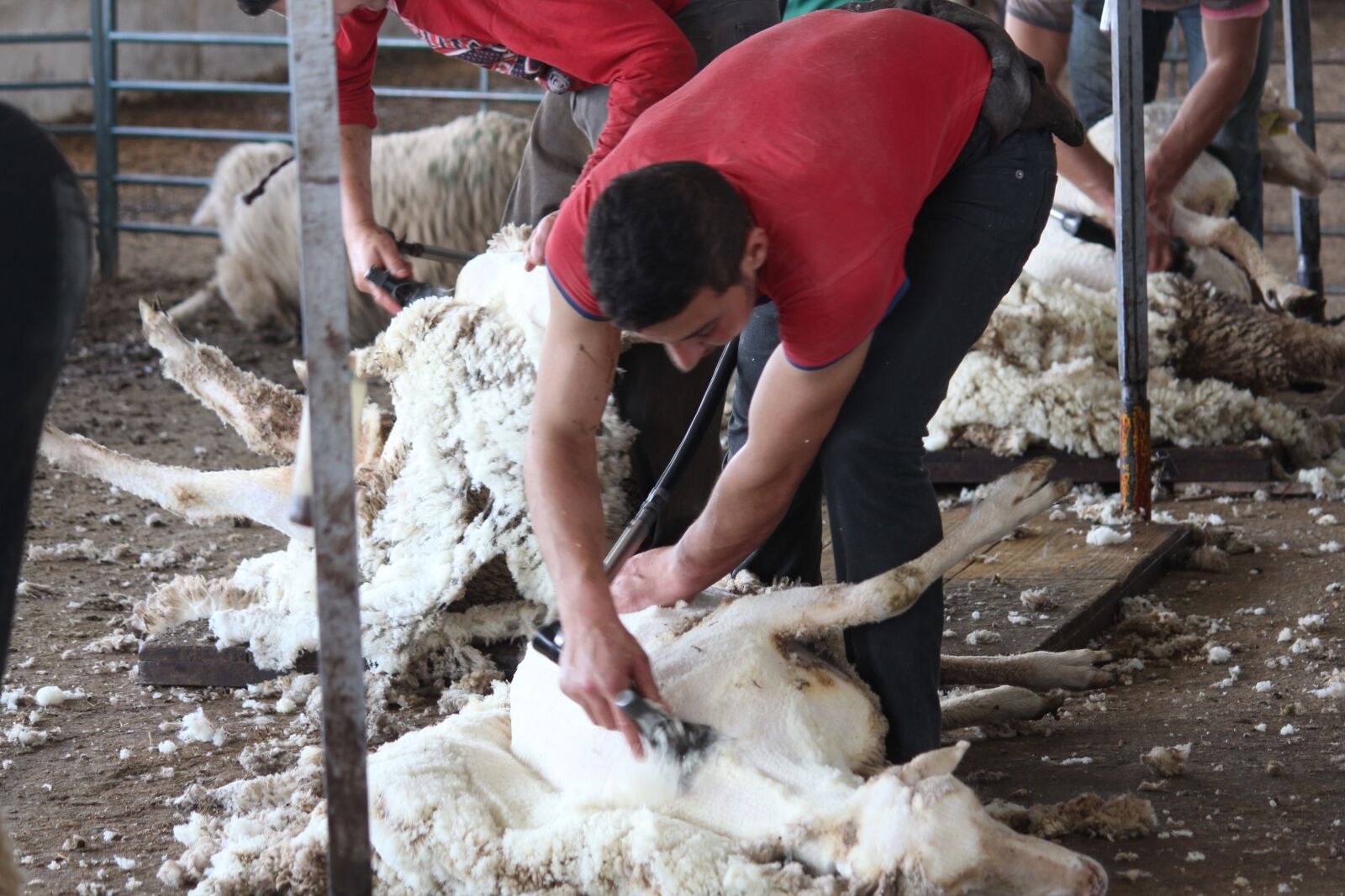 Canon EOS 700D (EOS Rebel T5i / EOS Kiss X7i) sample photo. Shear, shearing, sheep photography