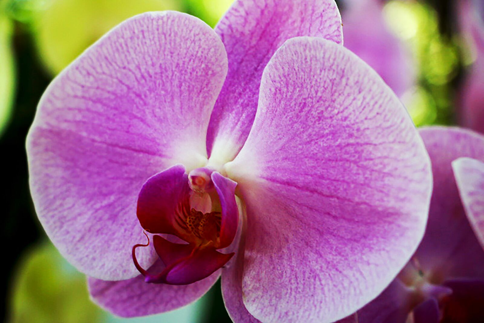 Canon EOS 70D sample photo. Flower, orchid, flora photography