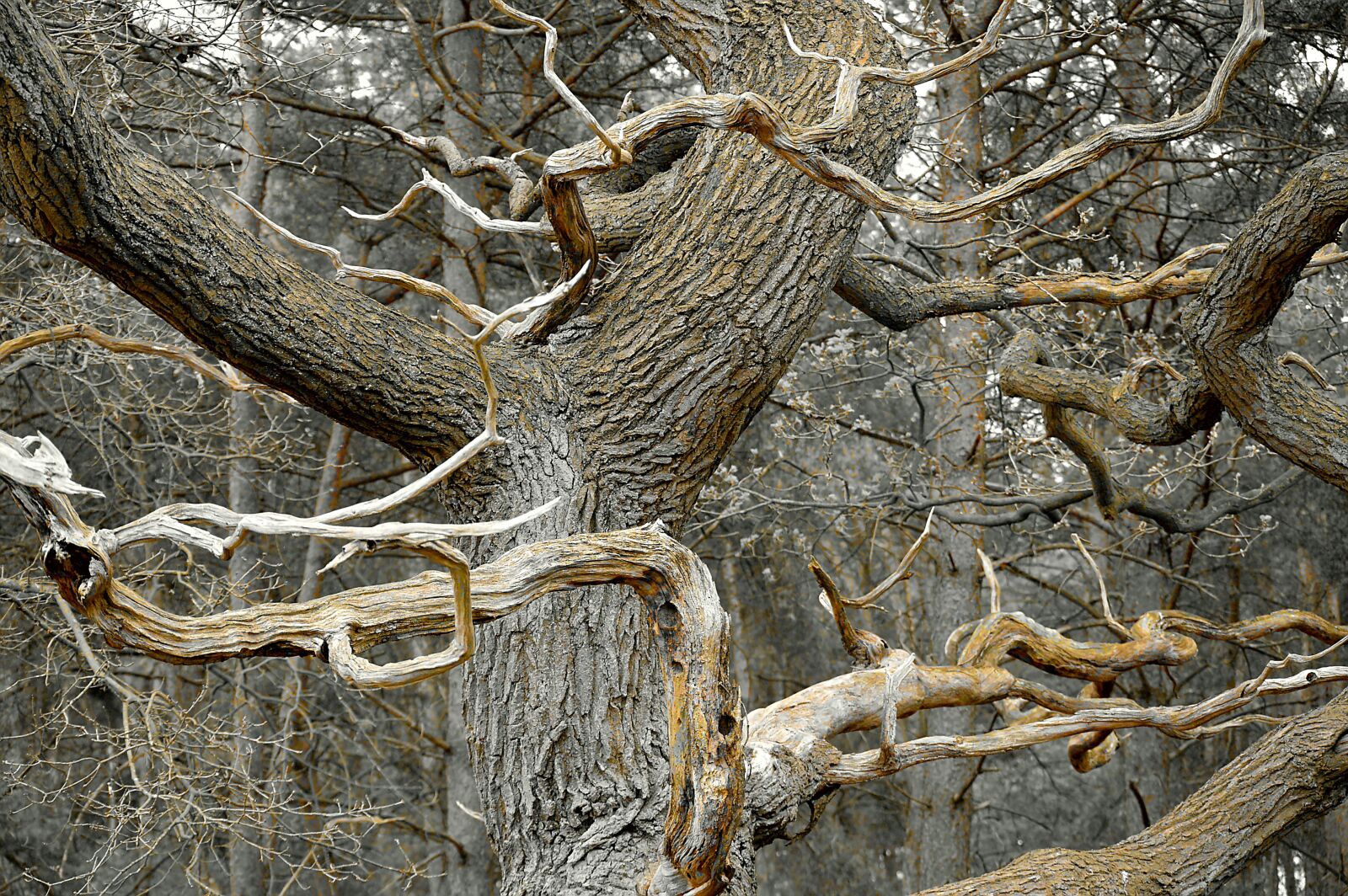 Nikon D3200 sample photo. Dead tree, grove, dead photography