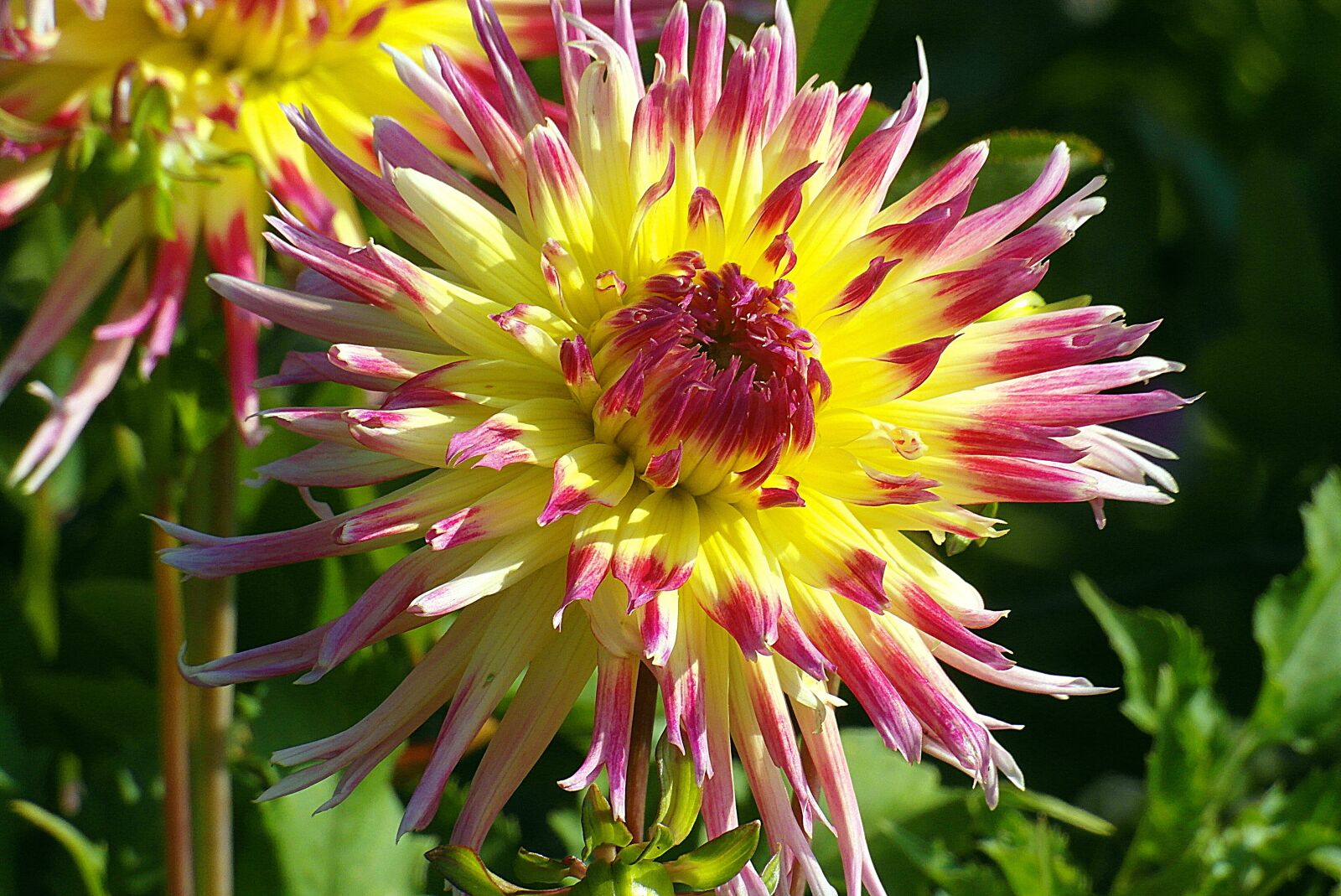 Samsung WB750 sample photo. Dalia, georgia, perennial photography