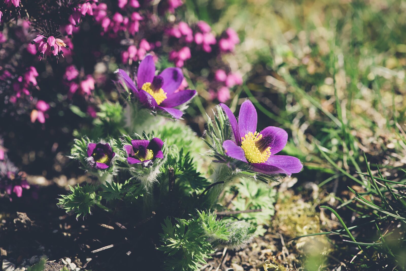 Nikon D750 sample photo. Anemone, spring flower, violet photography