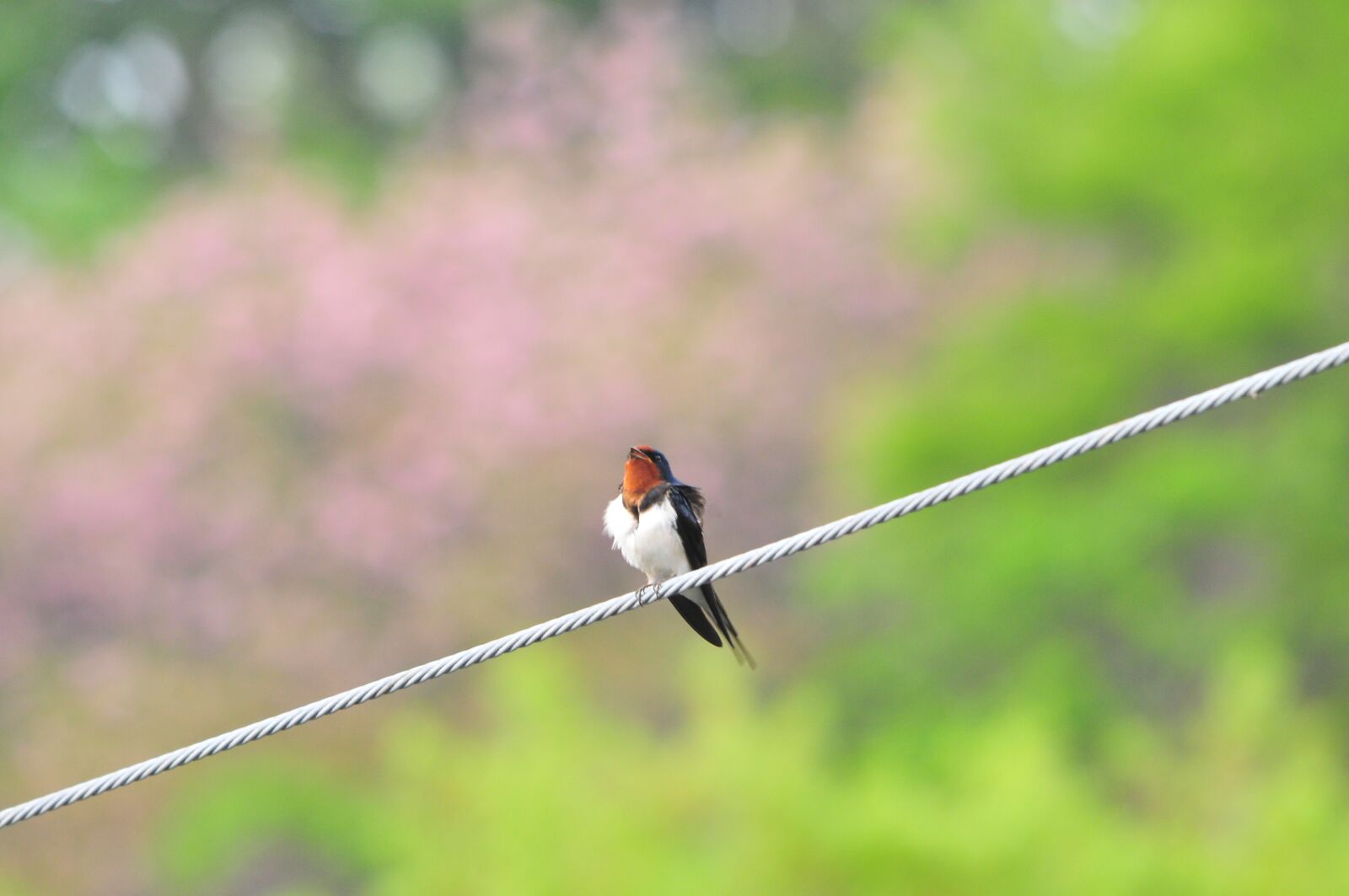Nikon D300 sample photo. Natural, bird, yan photography