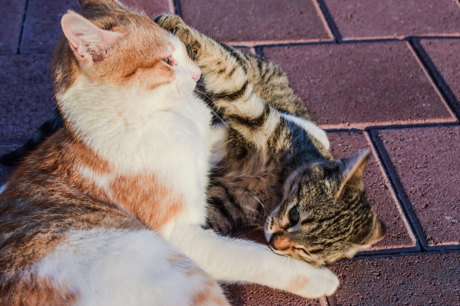 Nikon D3300 sample photo. Cats, playing, outdoor photography