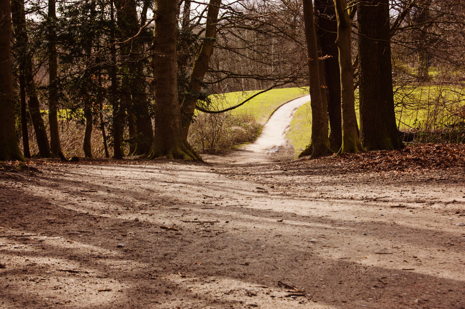 Nikon D3200 sample photo. Forest, spring photography