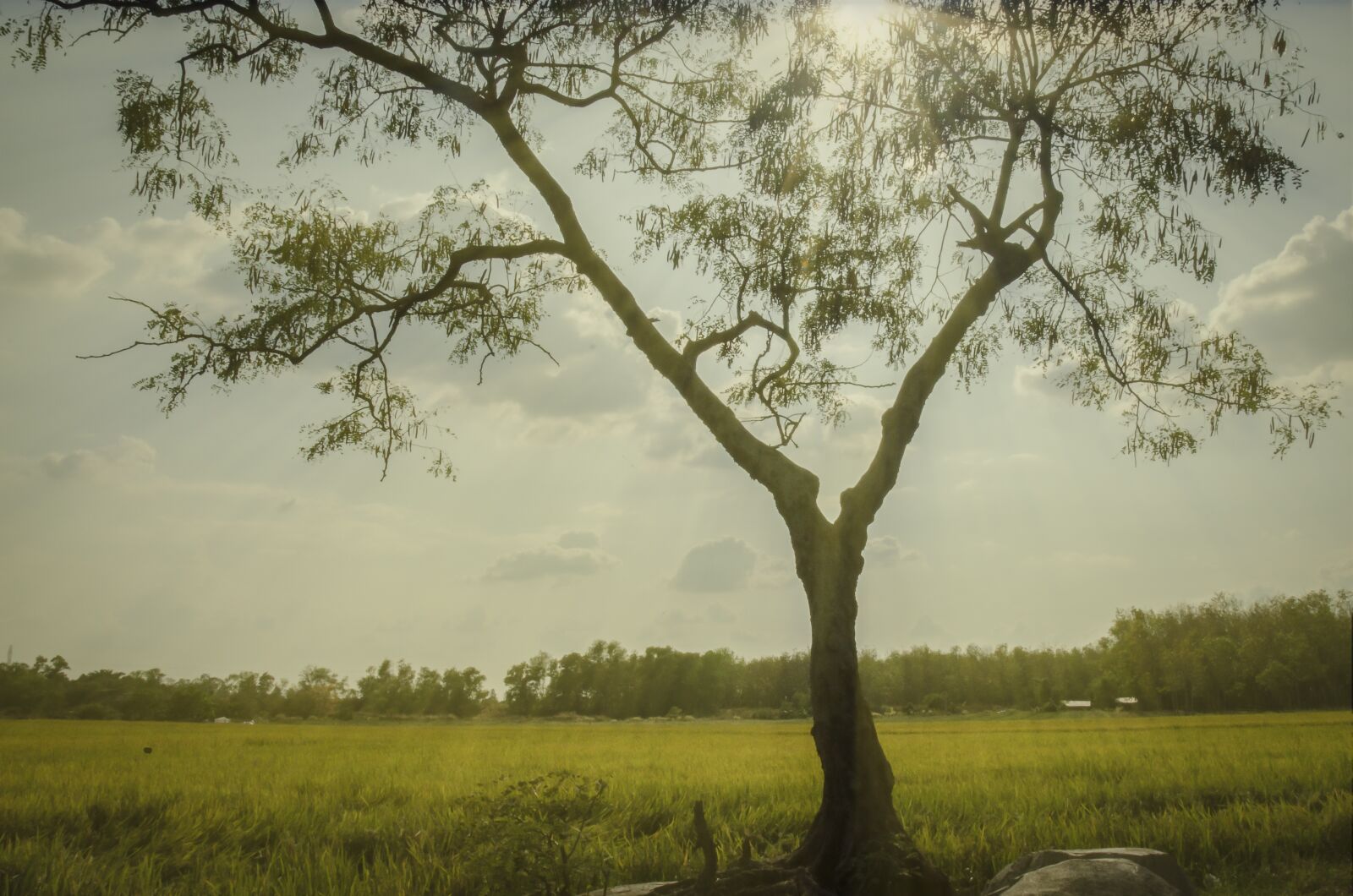 Nikon D5100 sample photo. Tree, natural, ray light photography