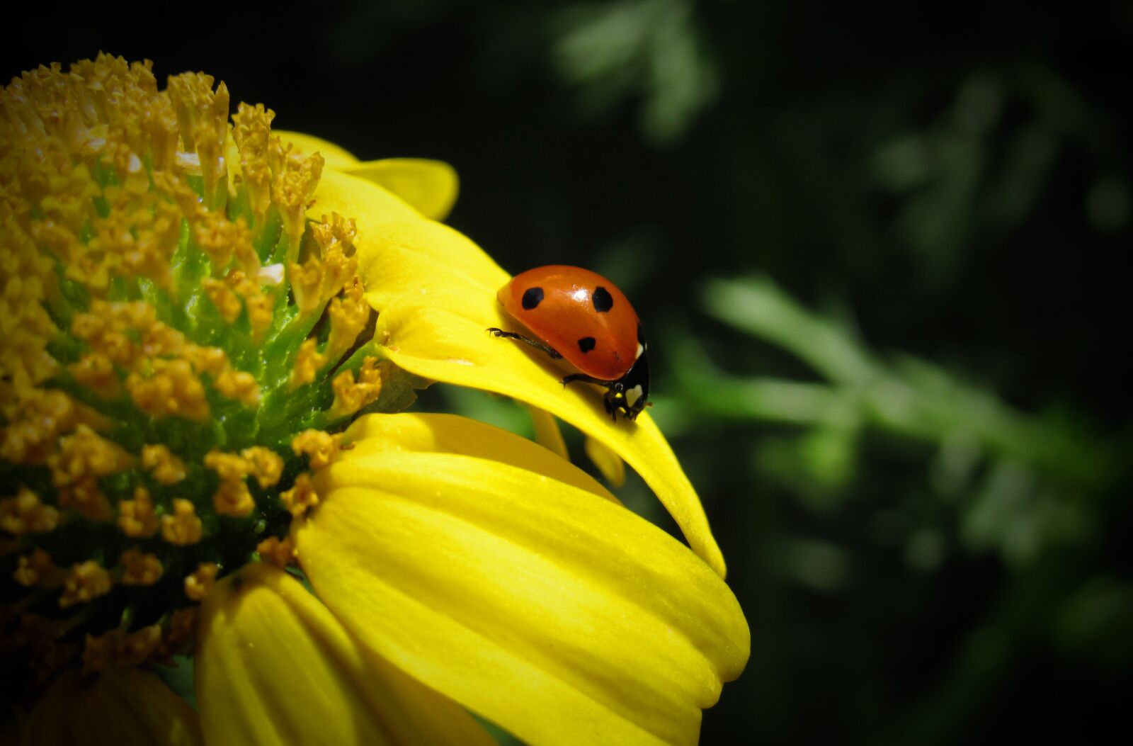 Canon PowerShot SX530 HS sample photo. Ladybug, bug, beetle photography