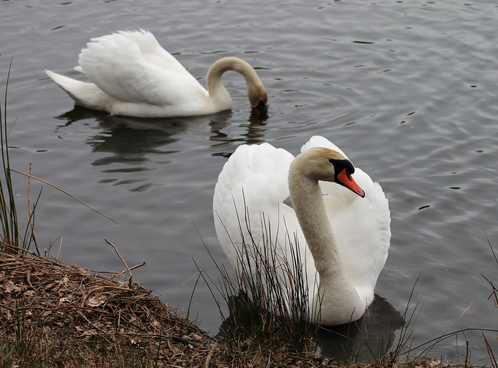 Canon EOS 1100D (EOS Rebel T3 / EOS Kiss X50) sample photo. Swans, couple, national bird photography