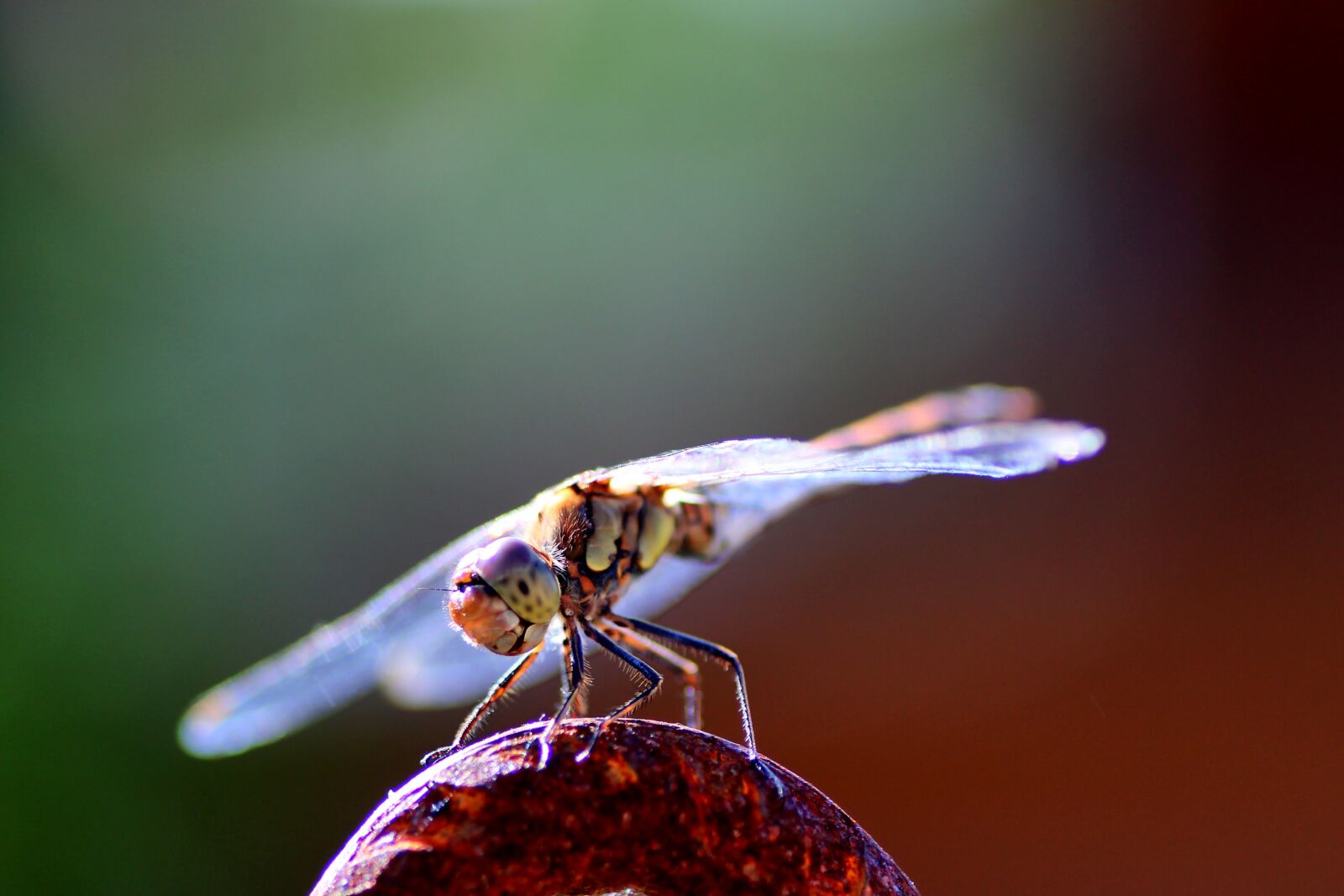 Tamron SP 90mm F2.8 Di VC USD 1:1 Macro sample photo. Dragonfly, dragonflies, insect photography