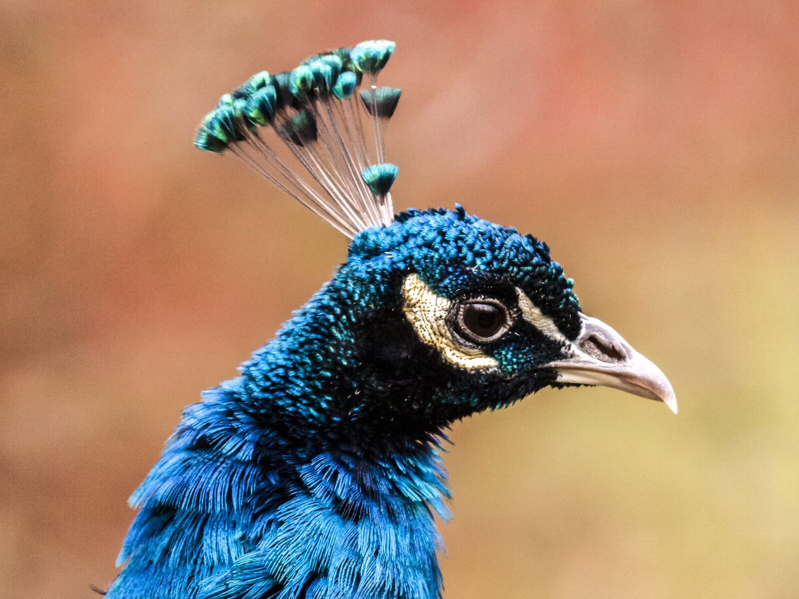 Olympus E-3 sample photo. Peacock, bird, flightless bird photography