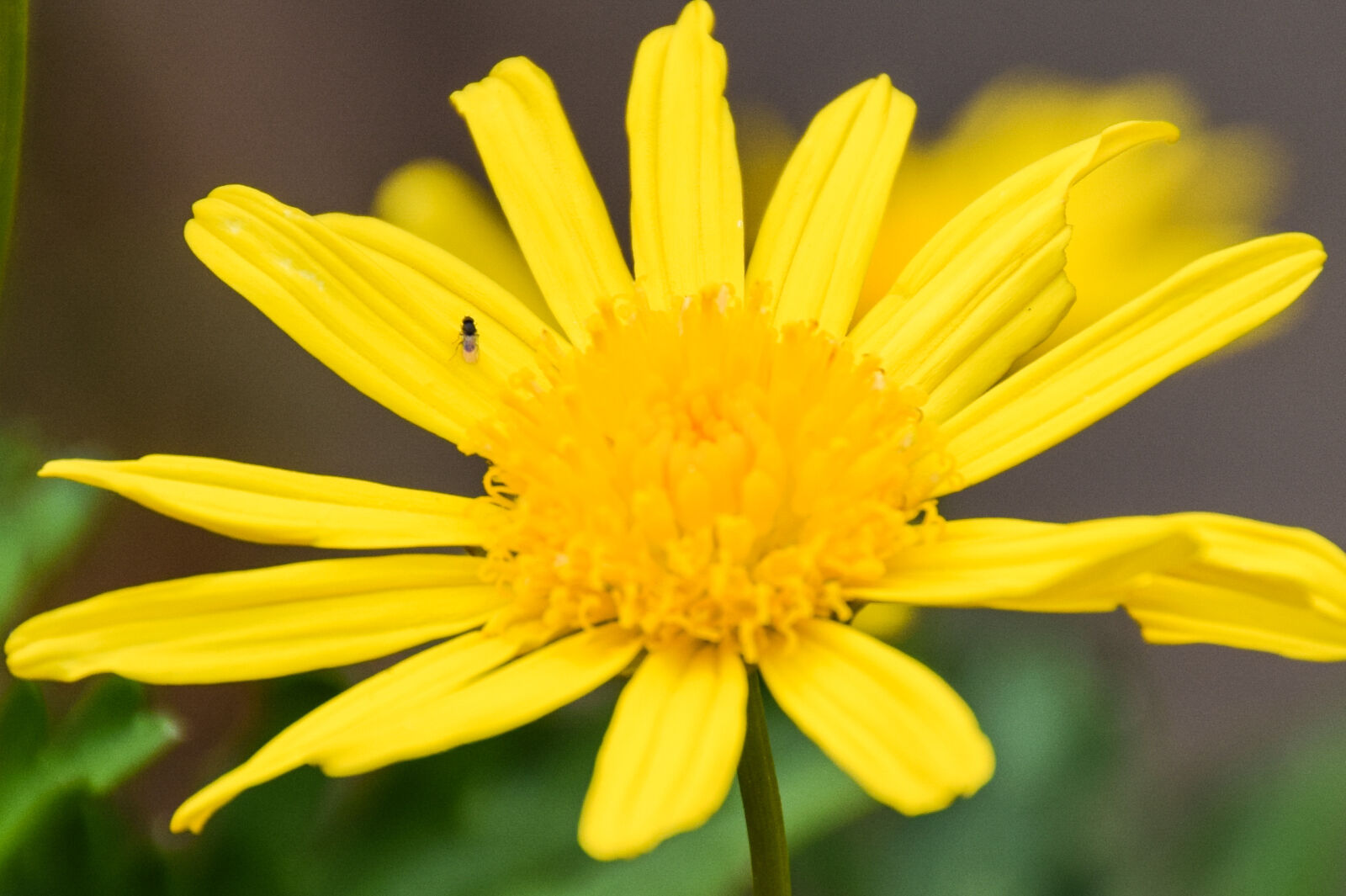 Nikon D5300 sample photo. Beautiful, flowers, bee, desktop photography