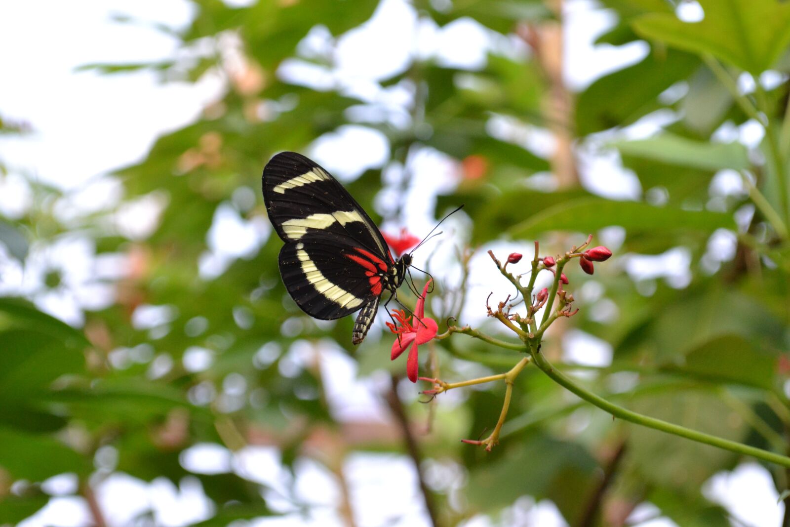 Nikon D3100 sample photo. Butterfly, nature, butterflies photography