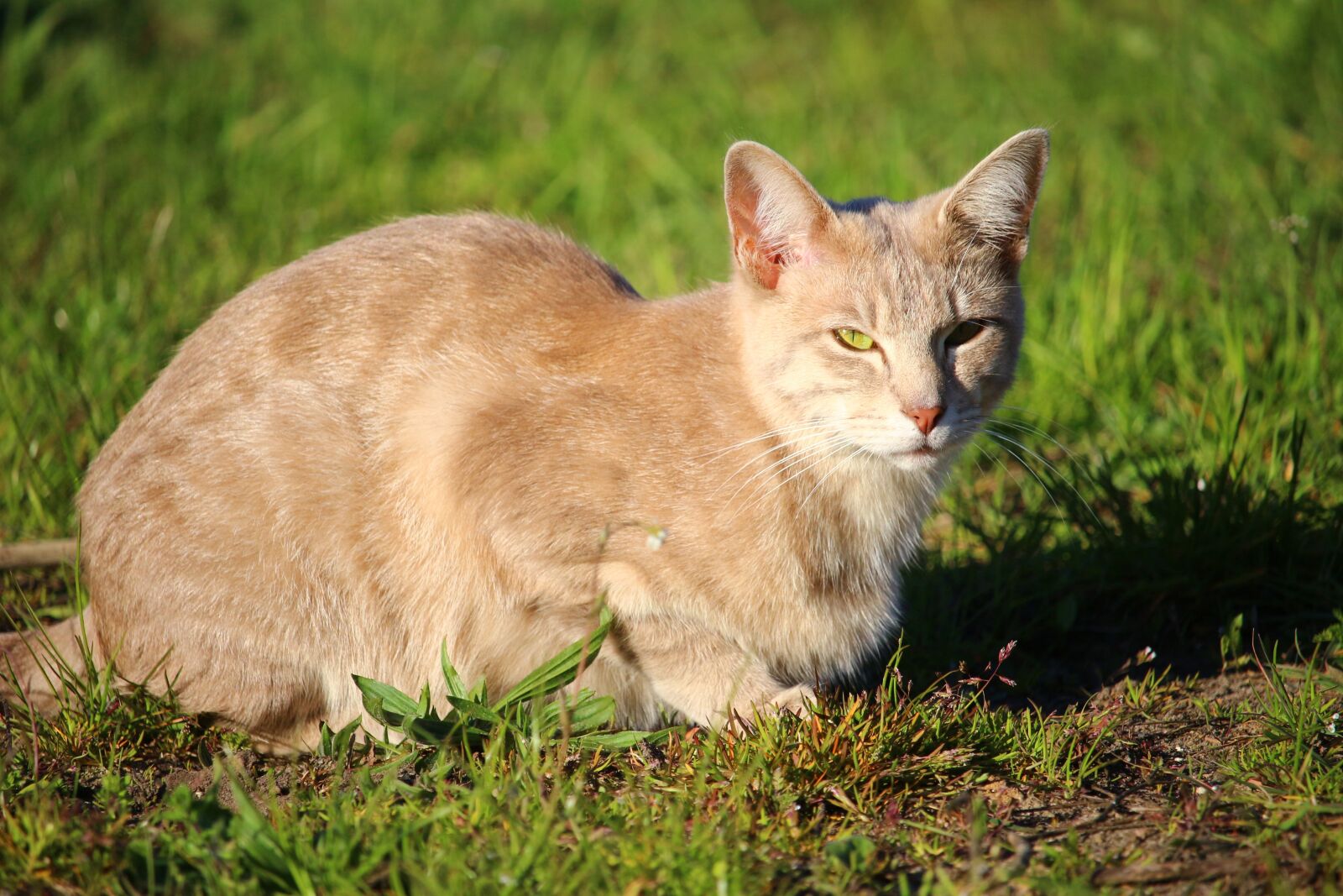 Canon EOS 100D (EOS Rebel SL1 / EOS Kiss X7) sample photo. Cat, kitten, breed cat photography