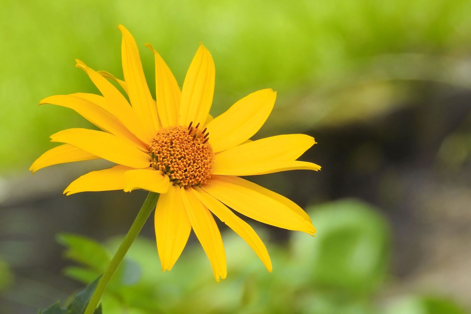 Nikon Coolpix P900 sample photo. Coneflower, blossom, bloom photography