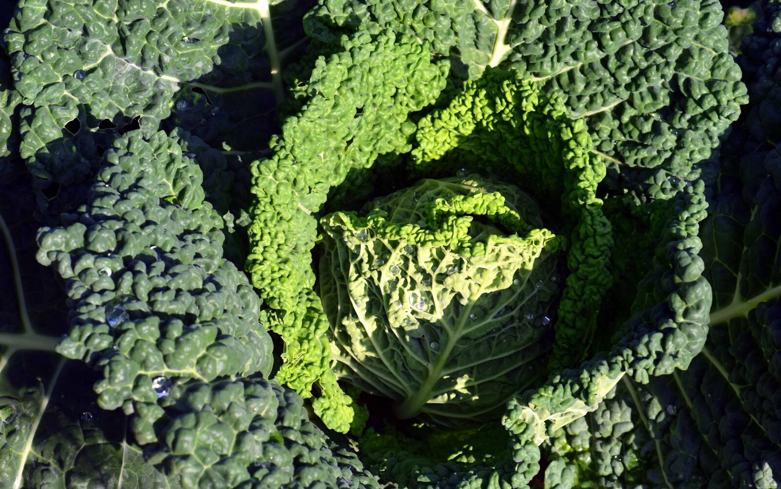 Nikon D3300 sample photo. Kale, garden, nature, food photography