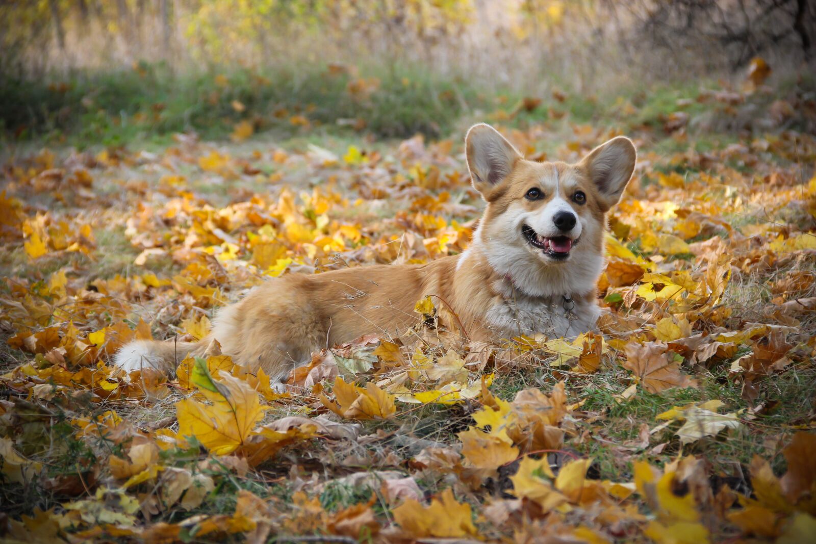 Canon EOS 550D (EOS Rebel T2i / EOS Kiss X4) sample photo. Corgi, friendship, purebred dog photography