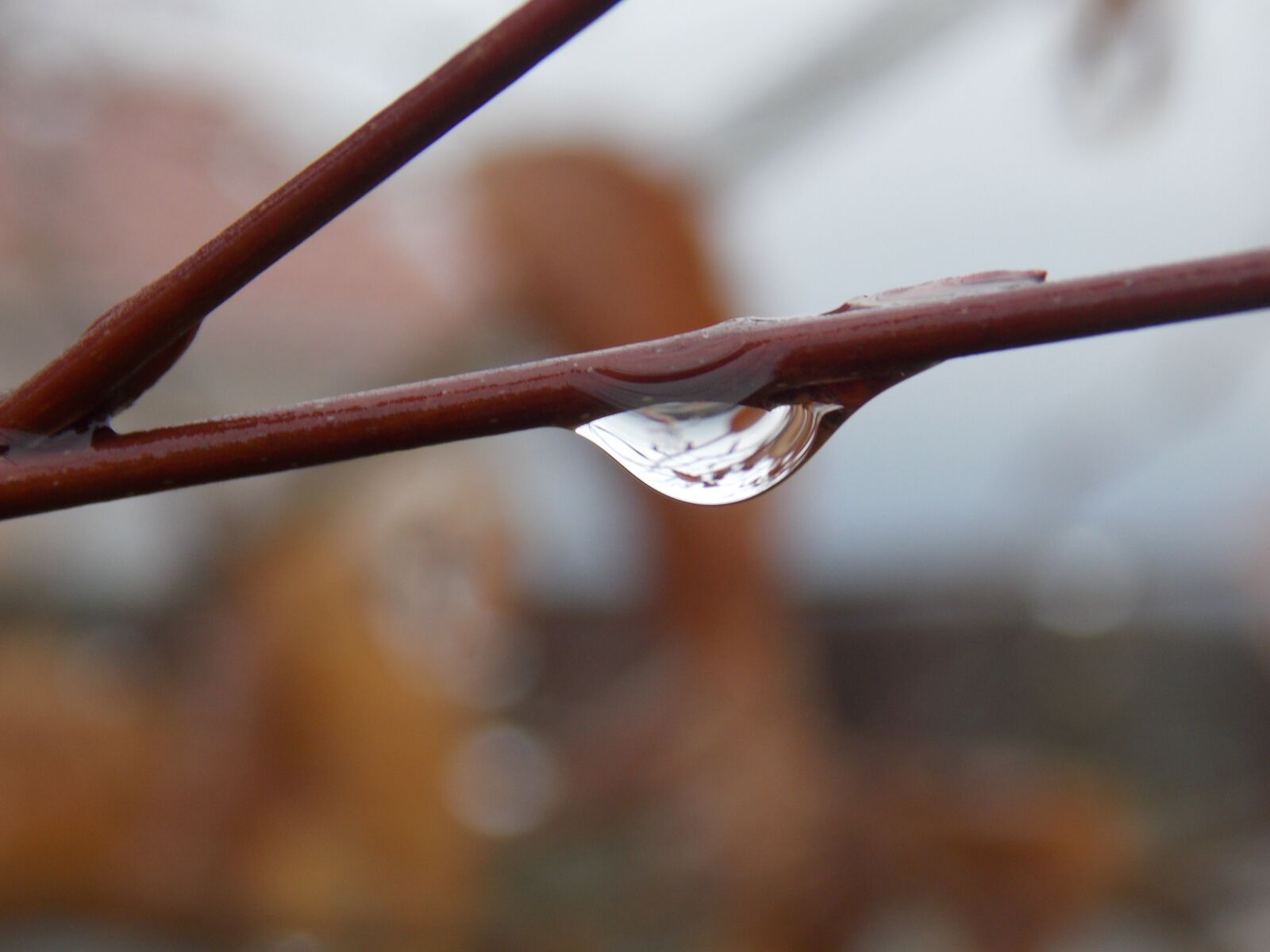 Nikon Coolpix L810 sample photo. Rain, drops of water photography