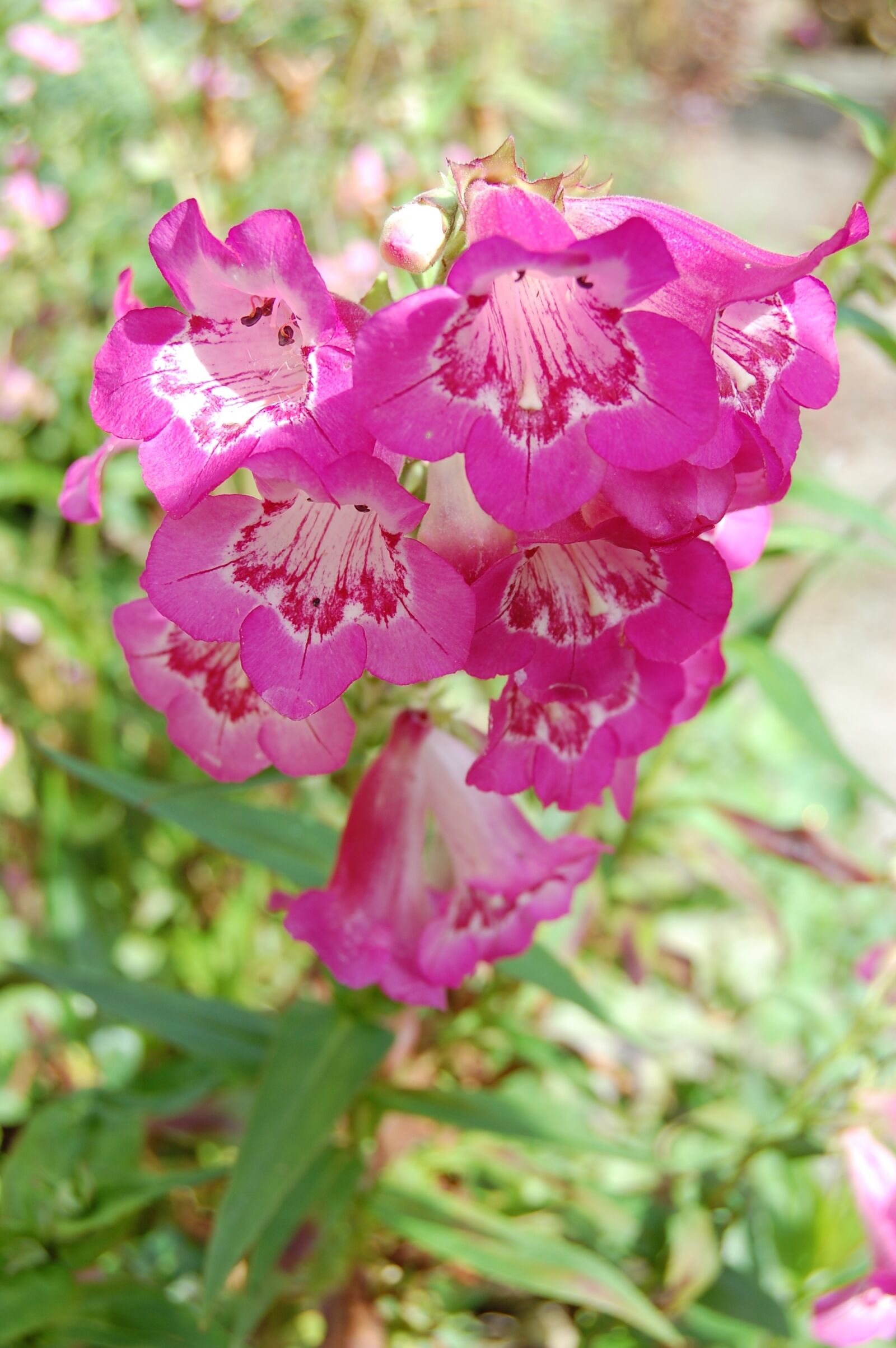 Nikon D40 sample photo. Penstemon, flower, pink photography