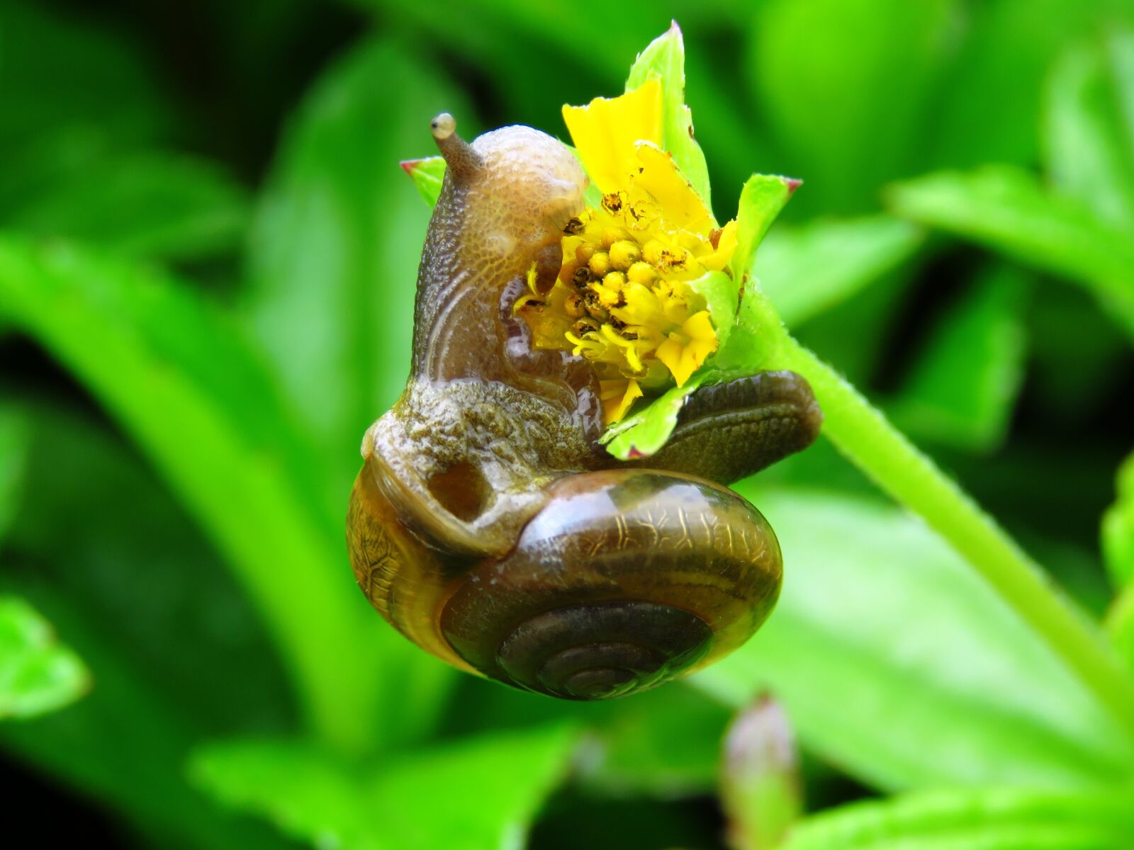 Canon PowerShot SX60 HS sample photo. Snail, flower, snail eating photography