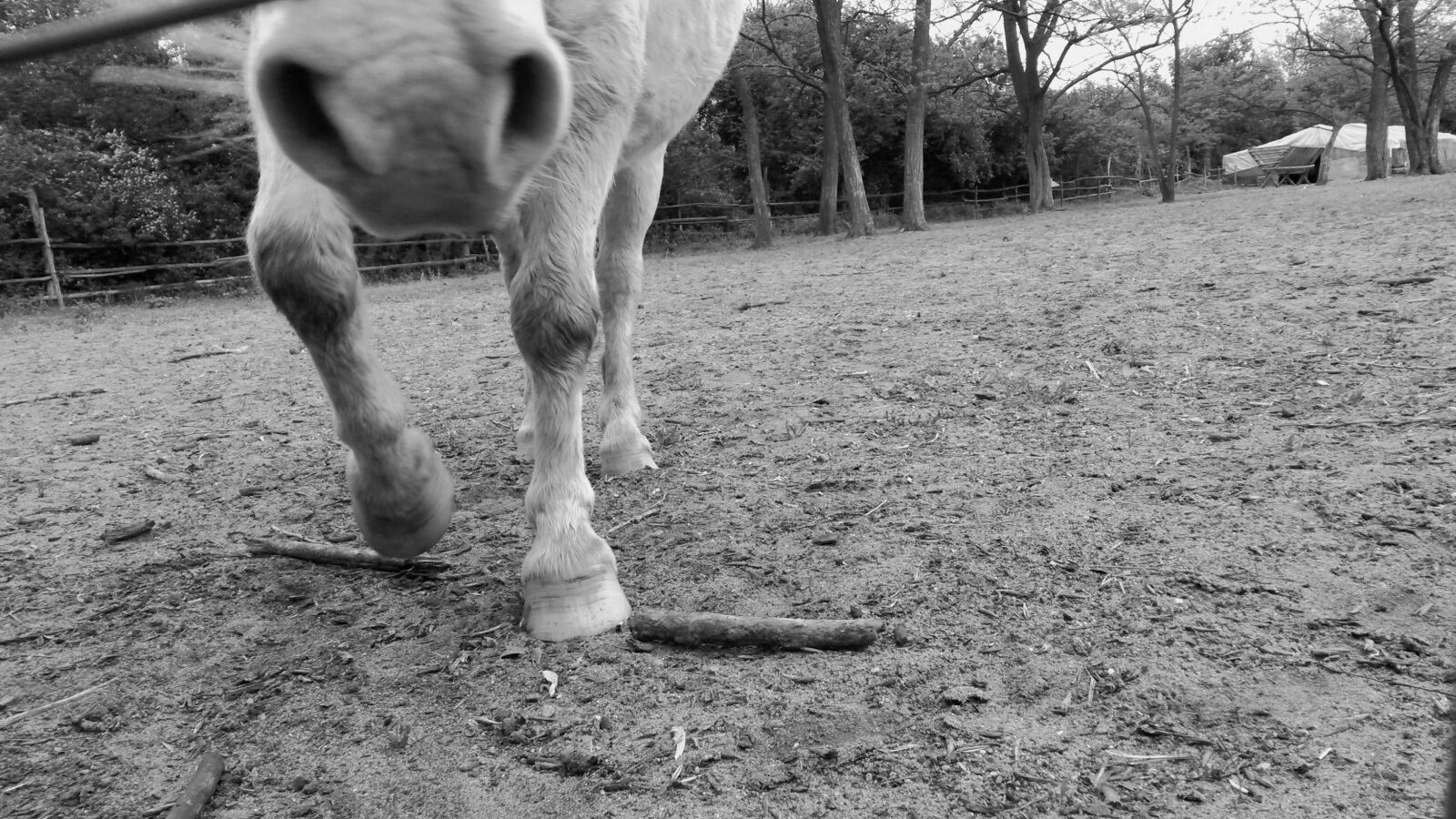 Samsung Galaxy S4 Mini sample photo. Animals, horse photography