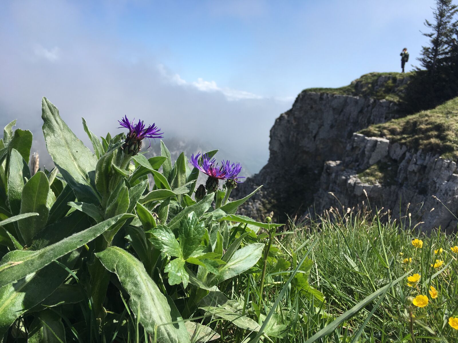 iPhone SE back camera 4.15mm f/2.2 sample photo. Nature, flower, mountains photography