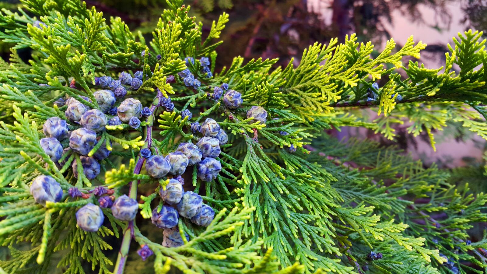 Samsung Galaxy Note4 sample photo. Green, branch, nature photography