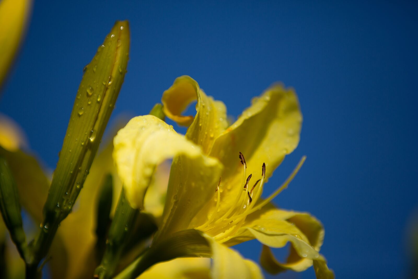 Canon EF 70-200mm F2.8L IS II USM sample photo. Hemerocallis, lilioasphodelus, daylily photography