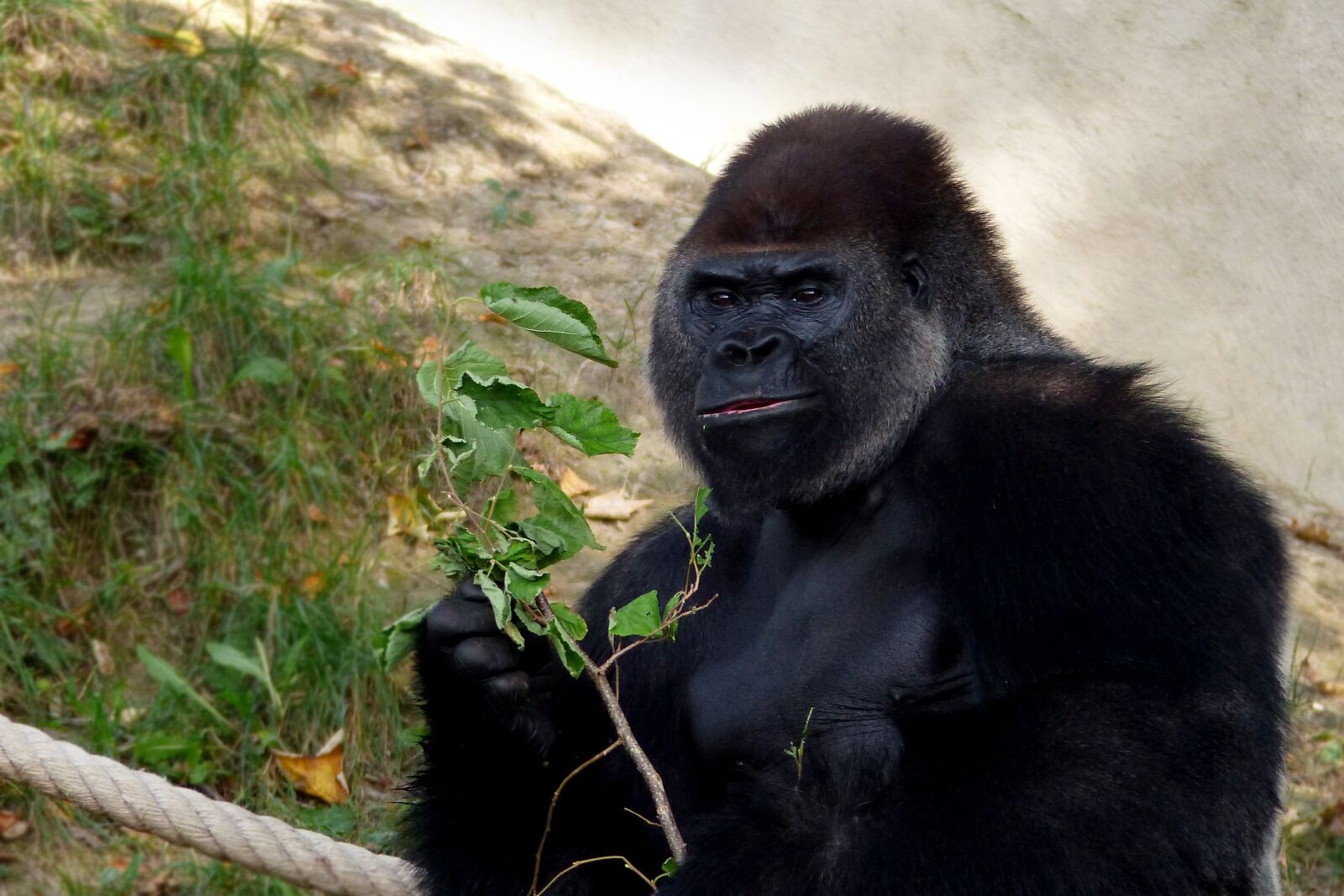 Panasonic Lumix DMC-FZ200 sample photo. Primate, monkey, gorilla photography